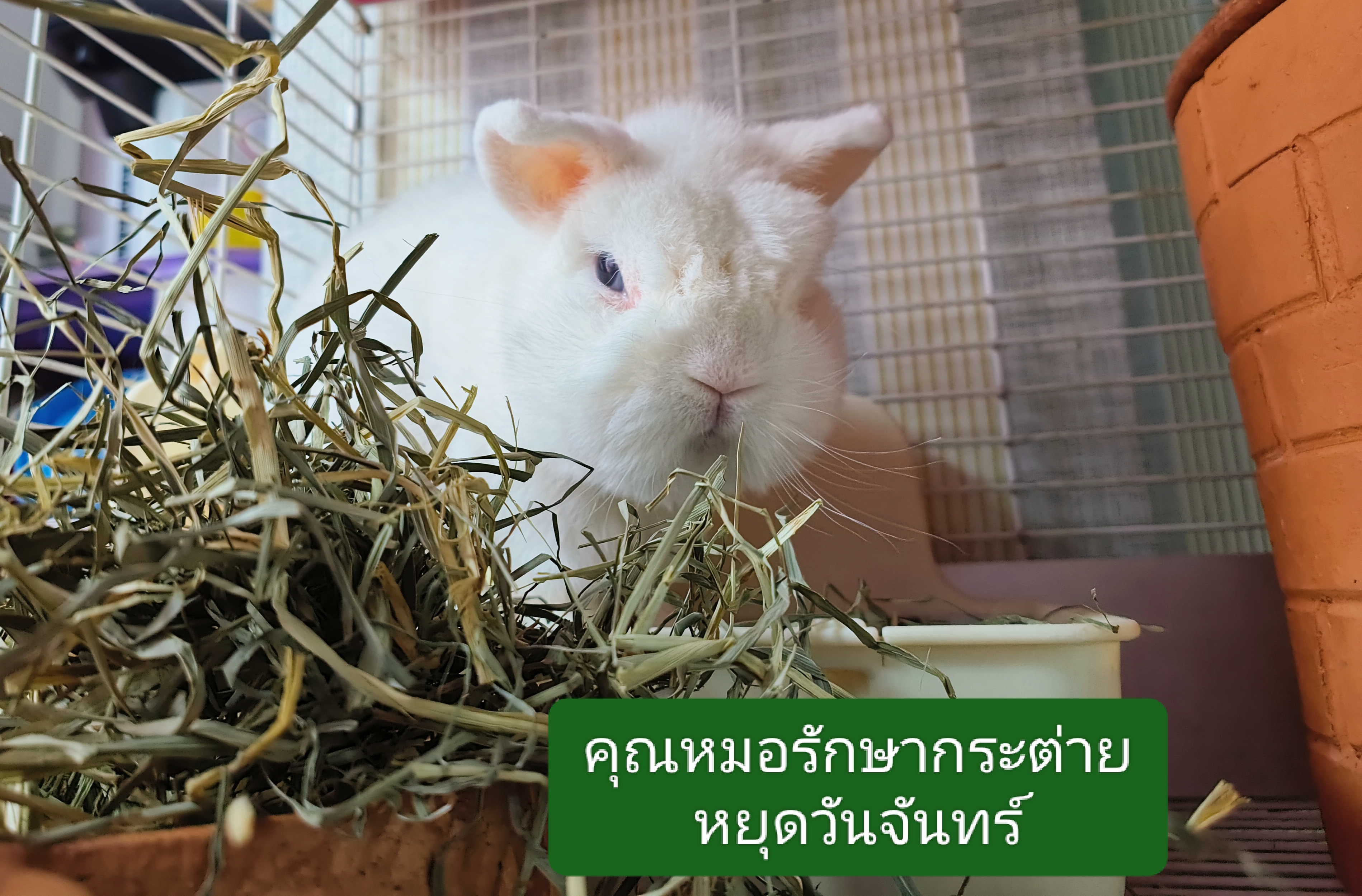 Gemstones Animal treatment