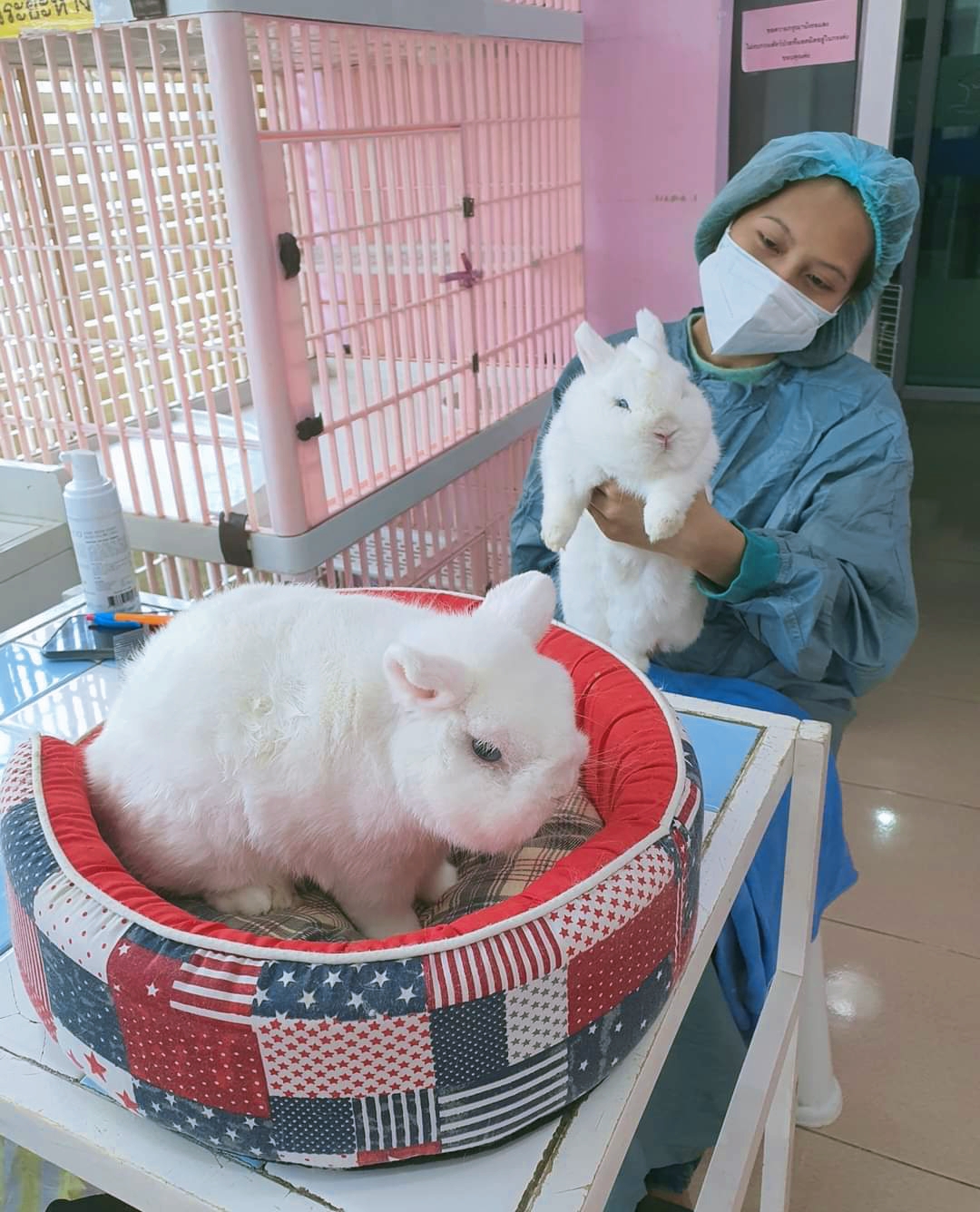 Gemstones Animal treatment