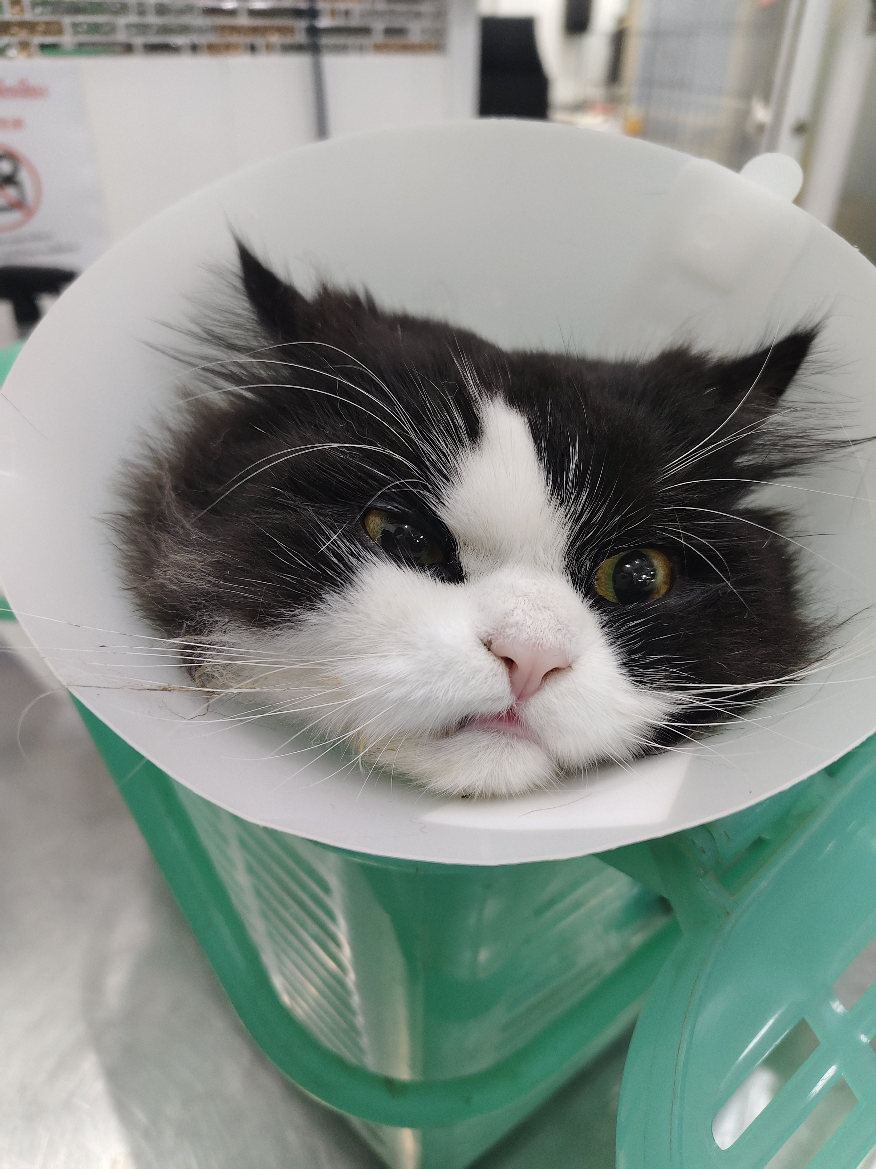 Hathaimitr Veterinarian