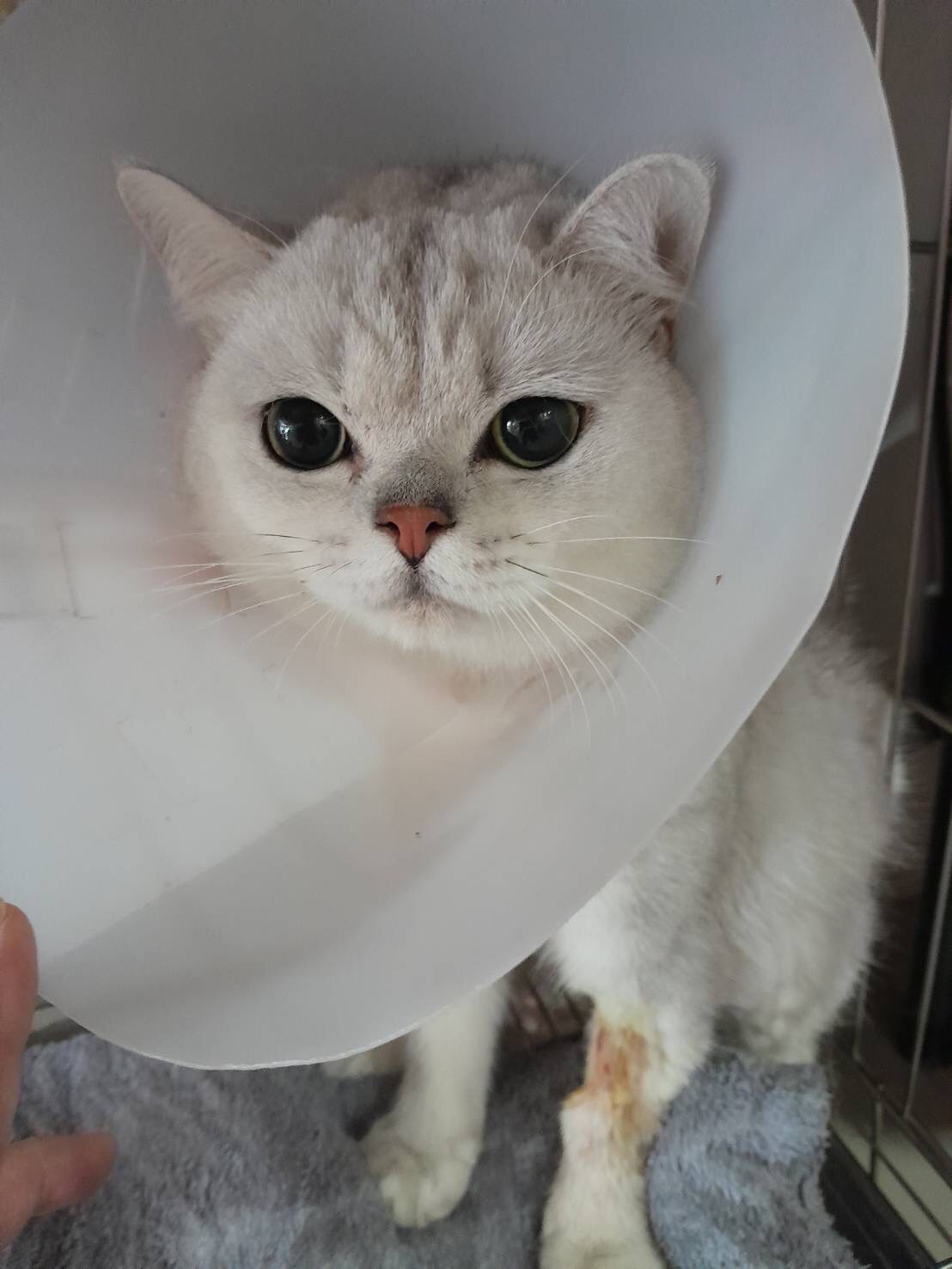 Mo Mo Pet Clinic