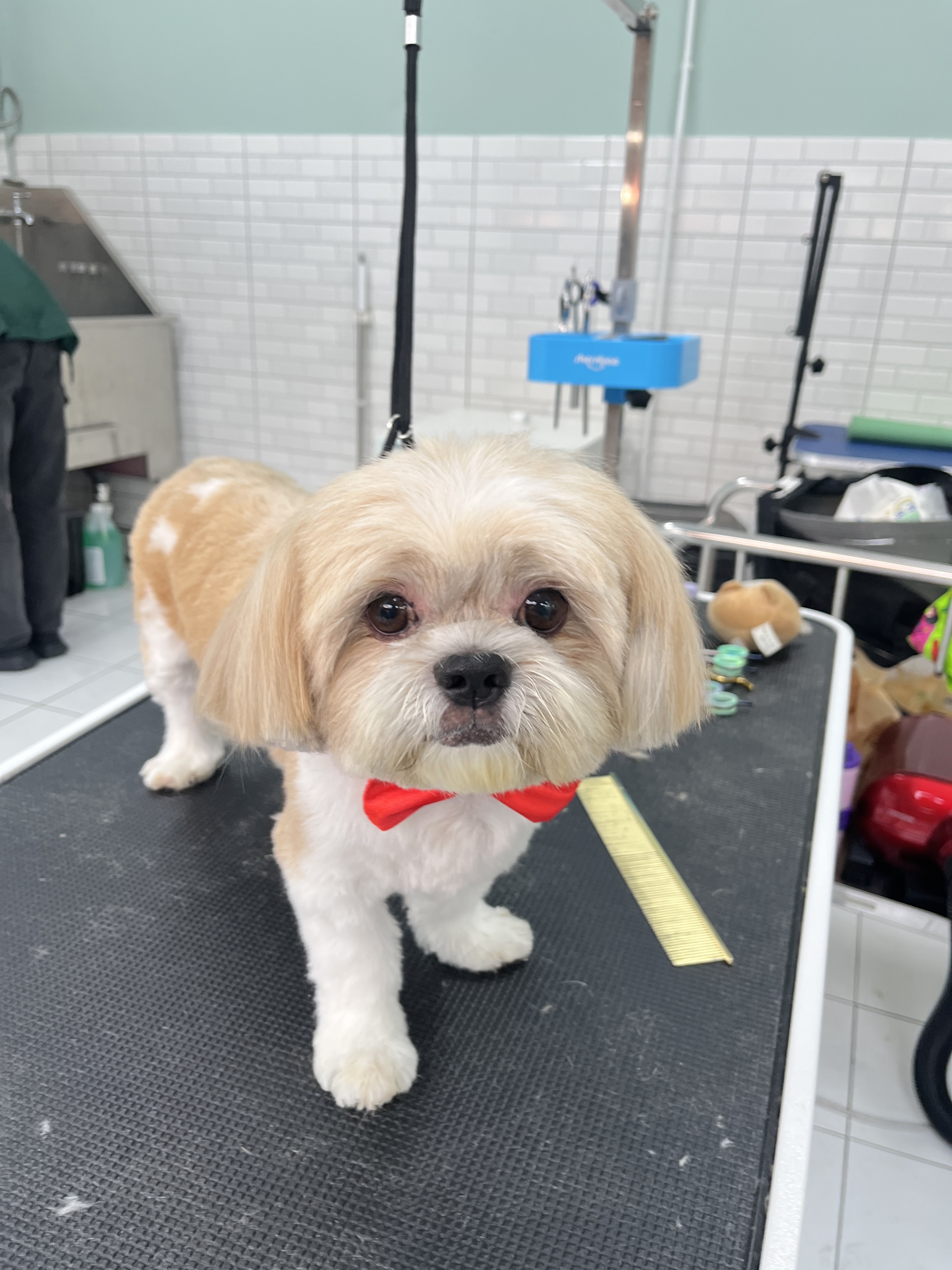 MOYA Pet Care