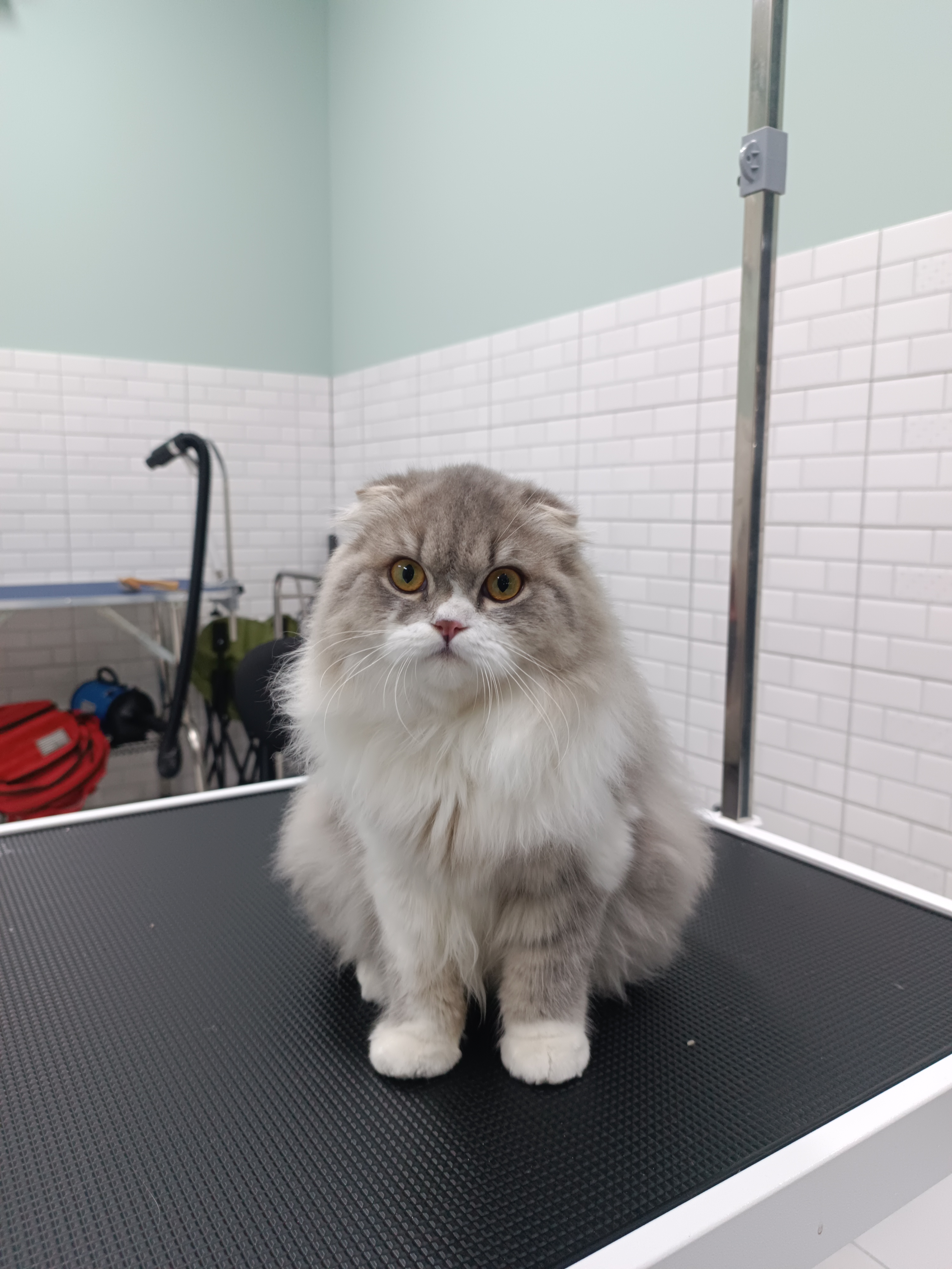 MOYA Pet Care