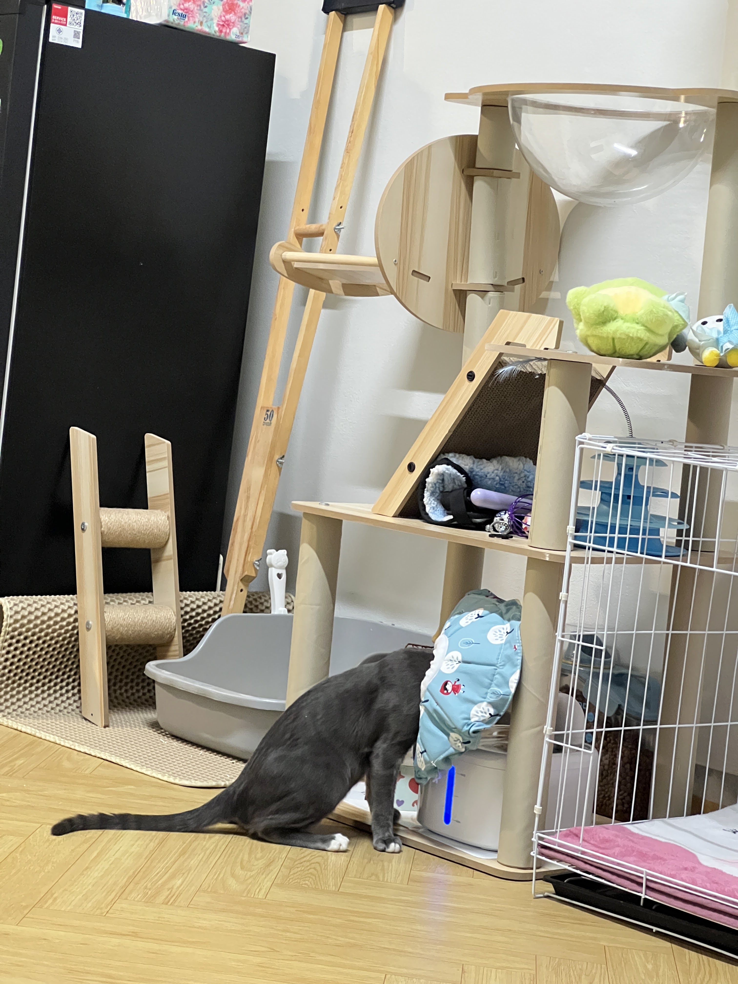 Pathum Thani Animal Treatment