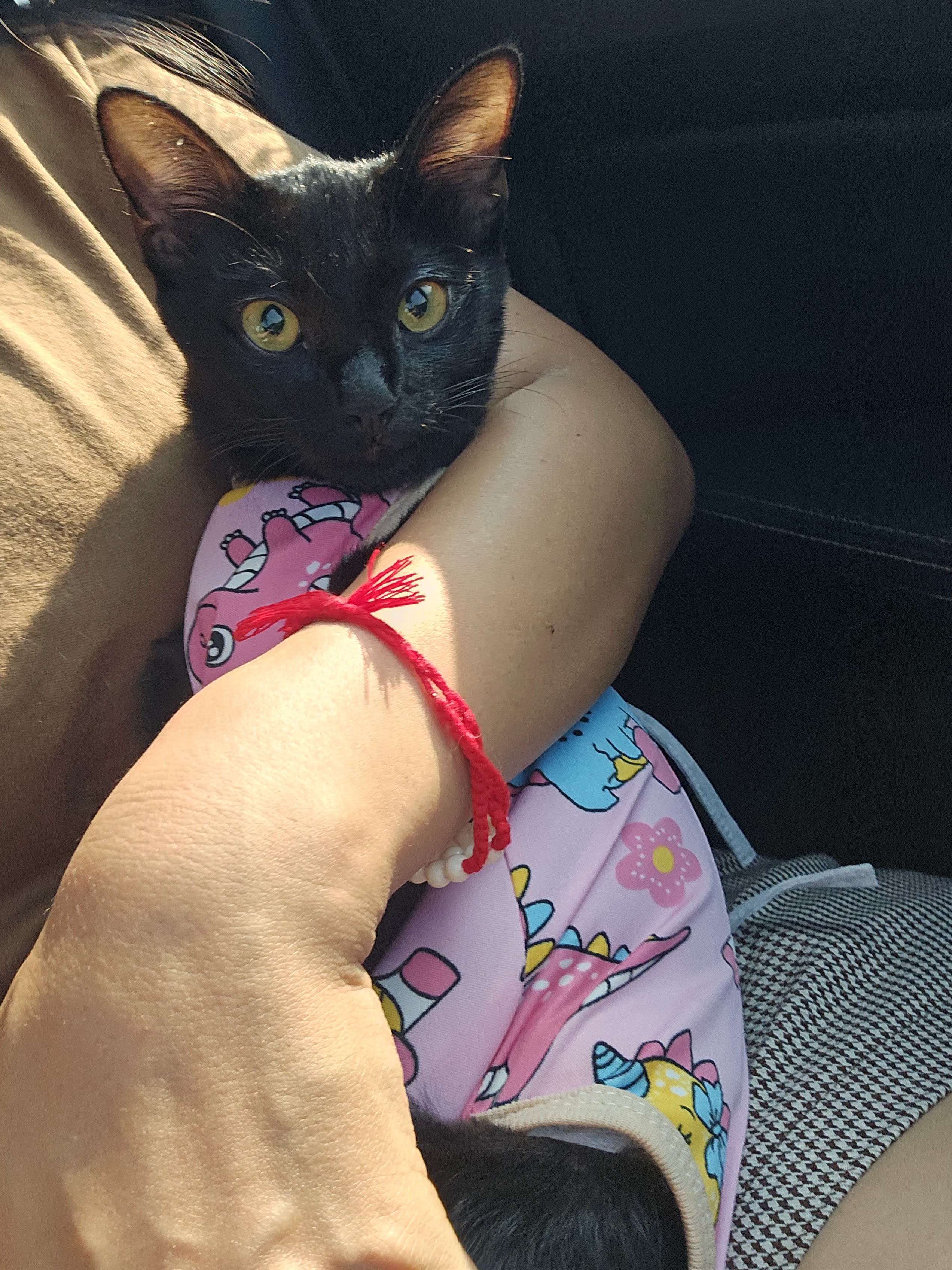 Pathum Thani Animal Treatment