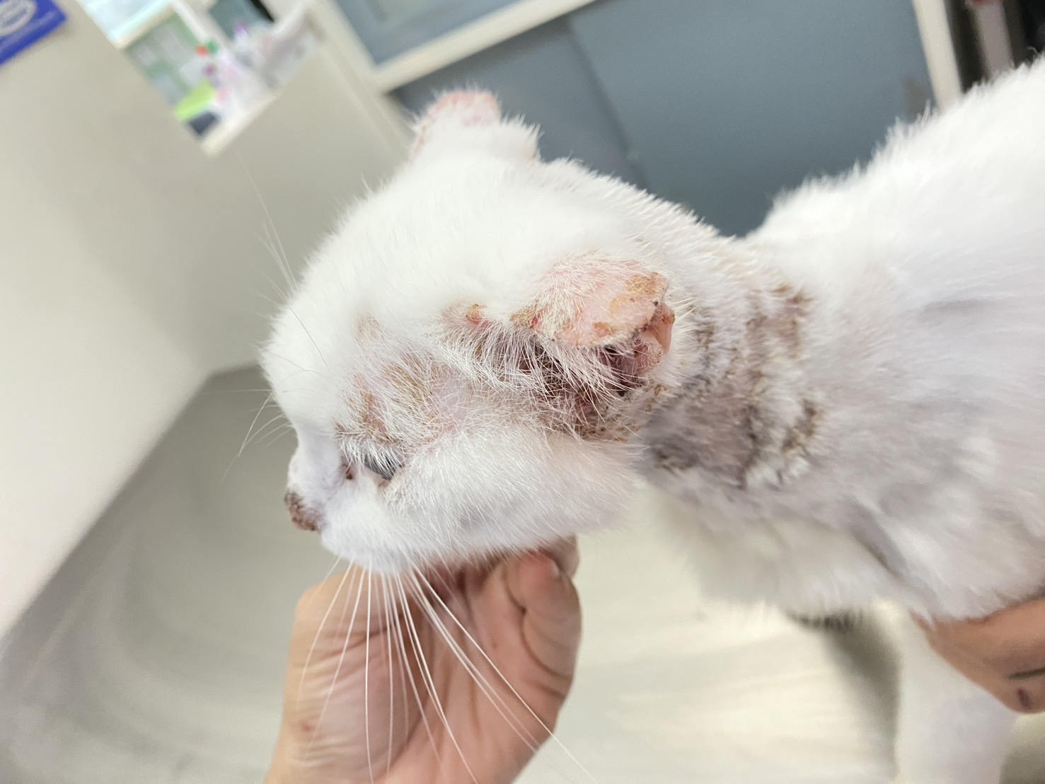 Pet Delight Pet Hospital