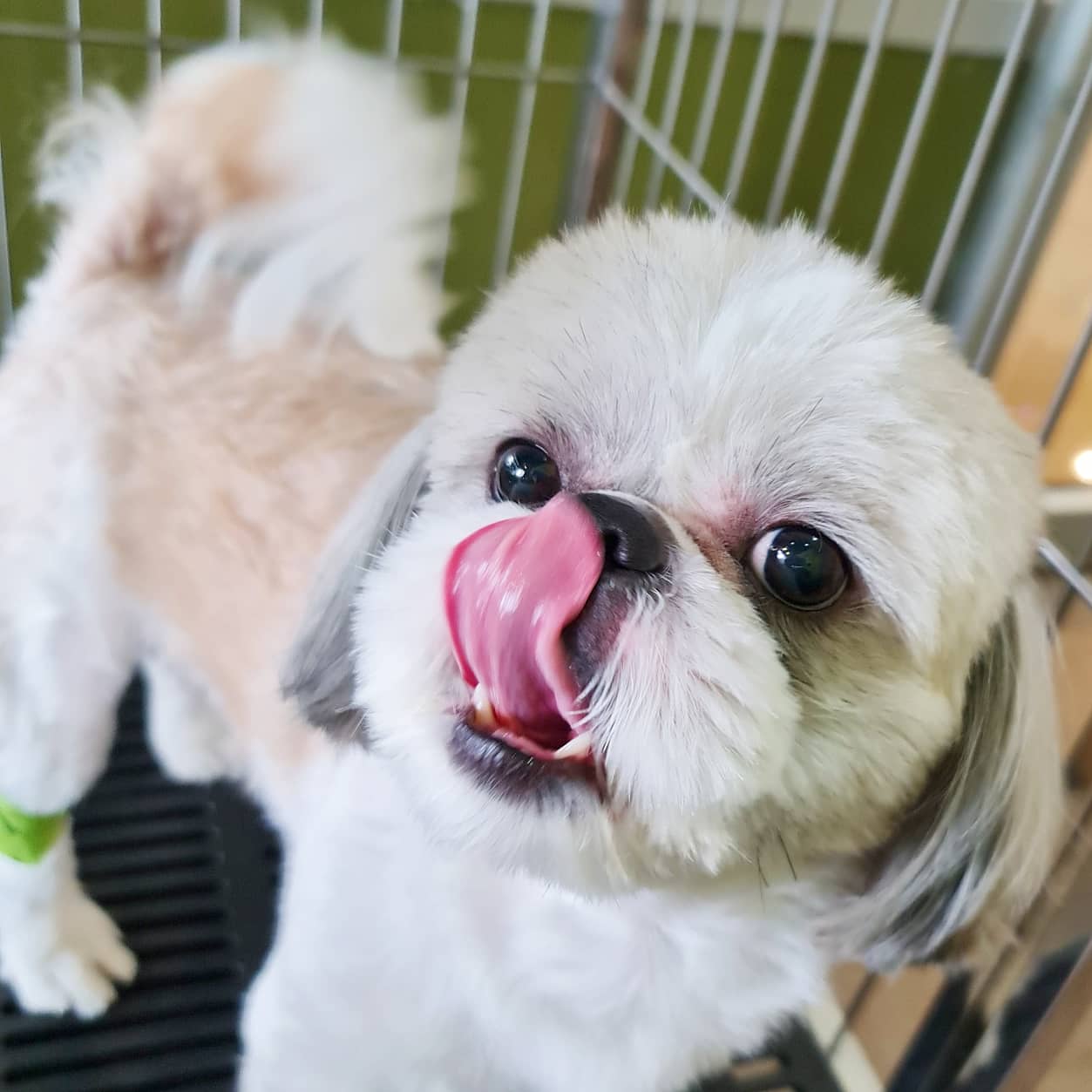 Rangsit Pathum Animal Hospital