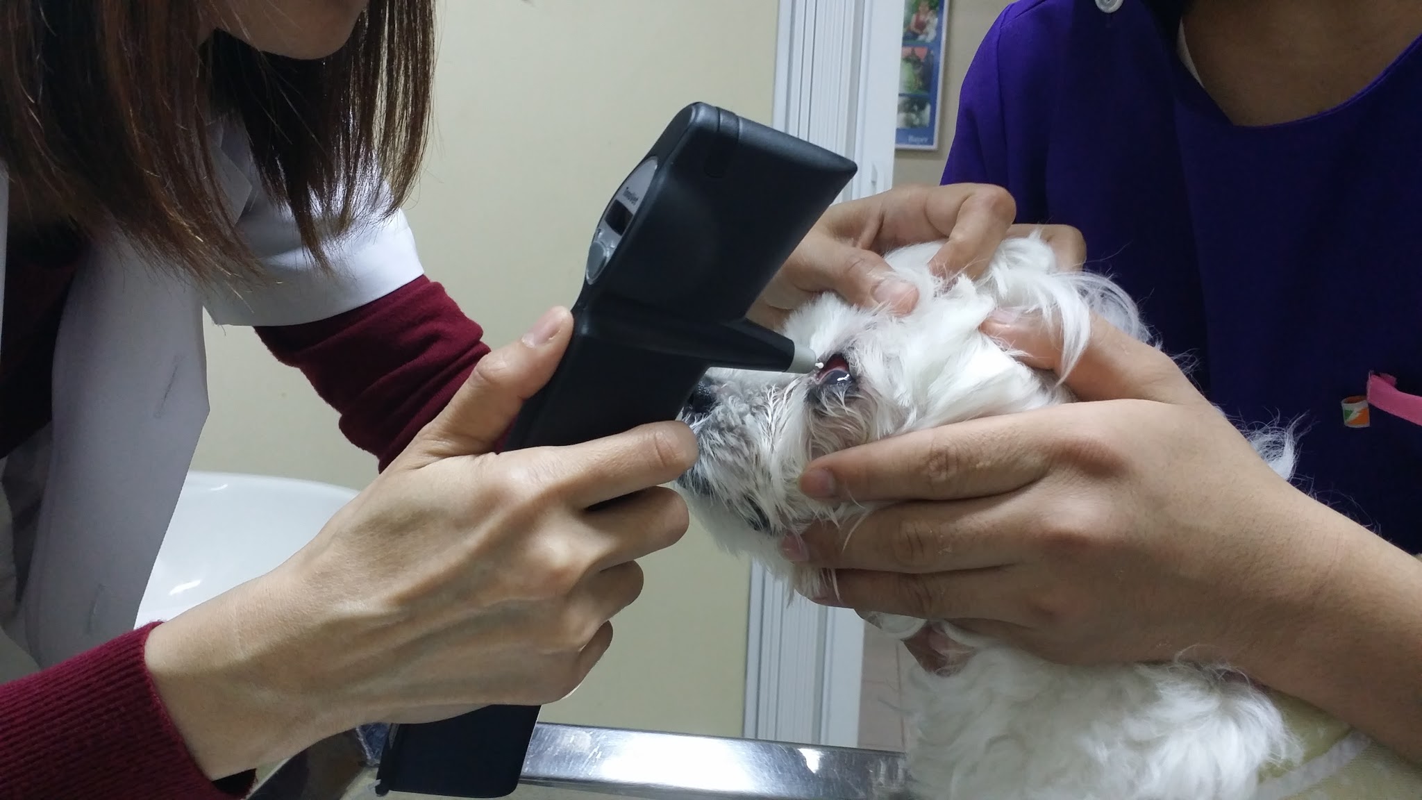 Sawasdee Animal Hospital