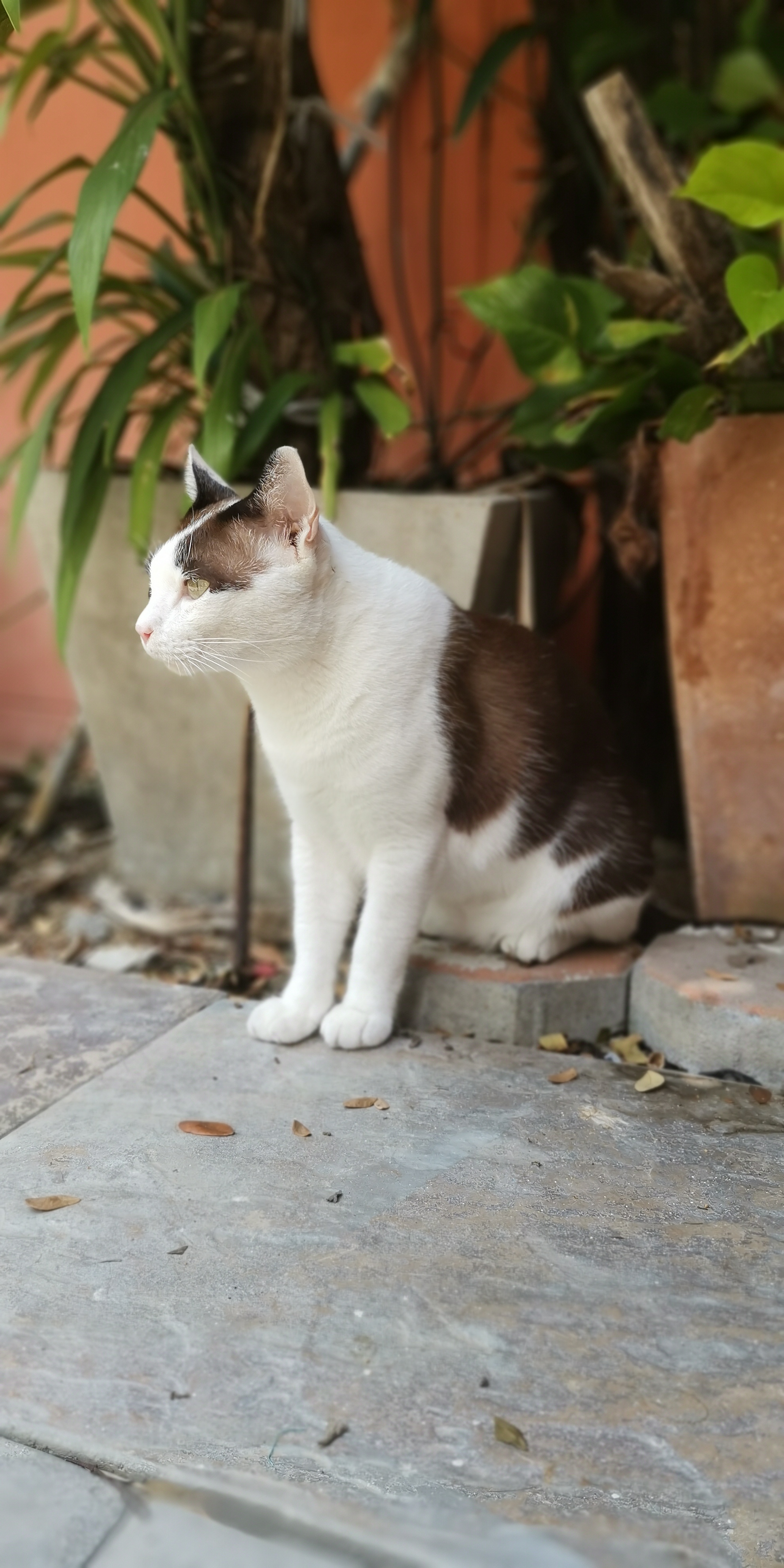 Sawasdee Animal Hospital