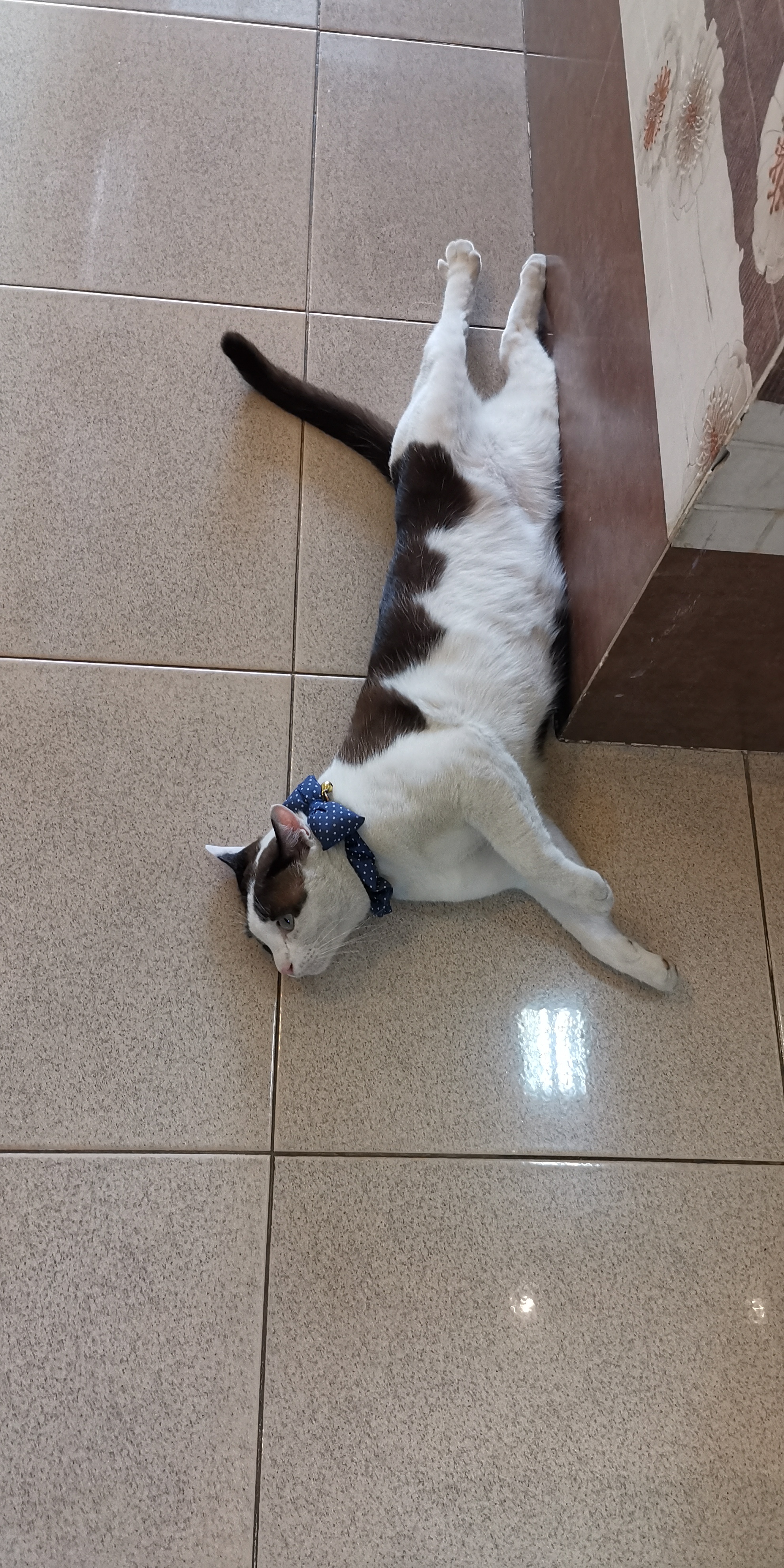 Sawasdee Animal Hospital