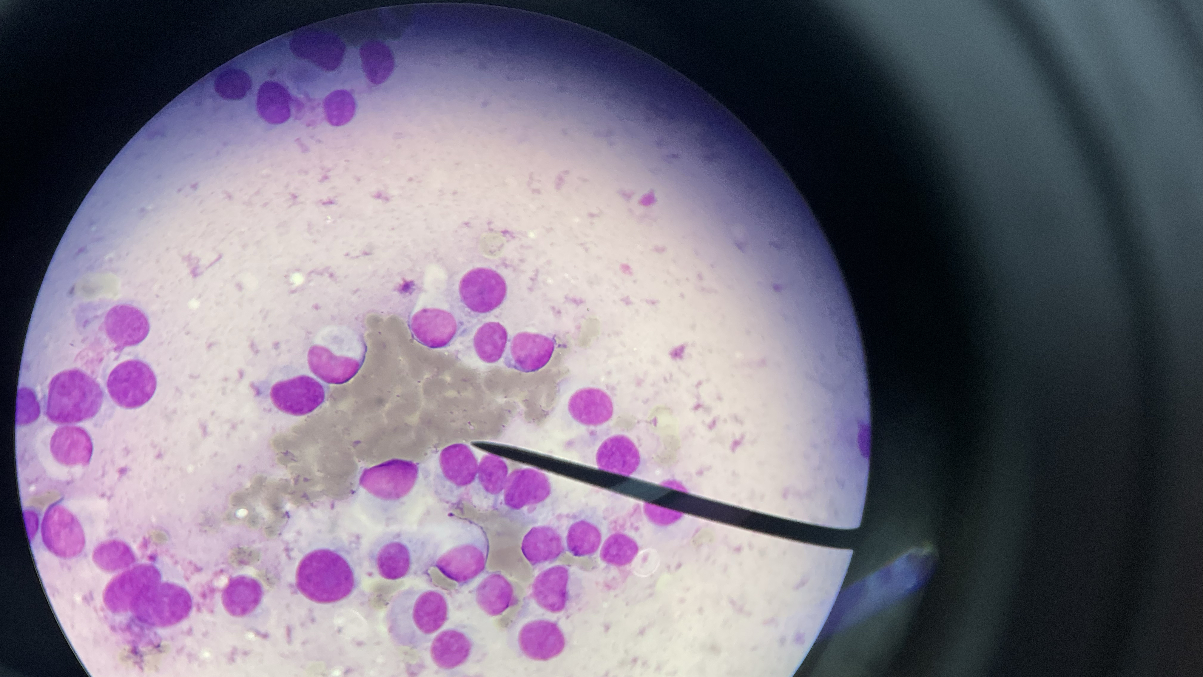 Vetclub Clinic / Vetclub Tierarzt Praxis