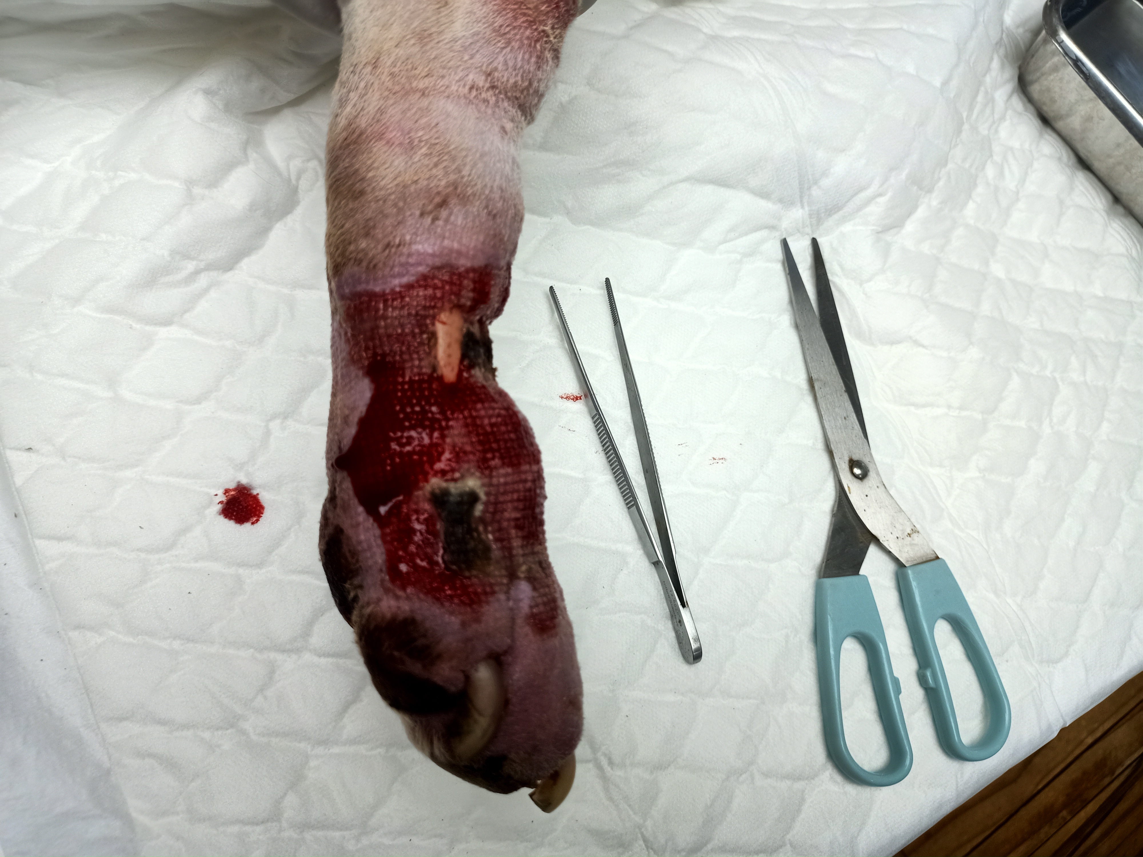 Vetclub Clinic / Vetclub Tierarzt Praxis
