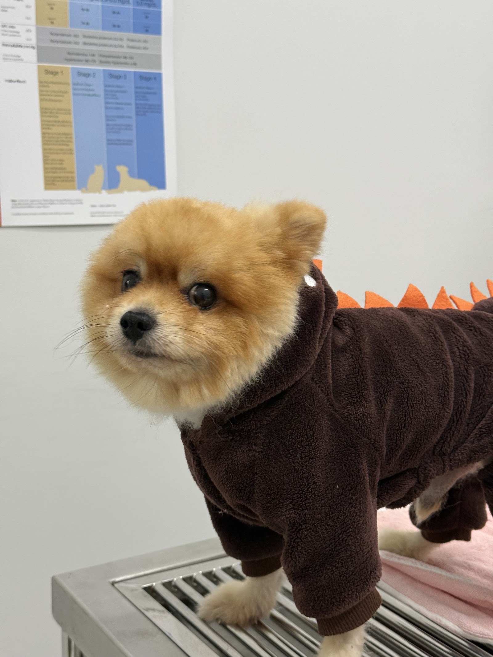 Animal Planet Clinic