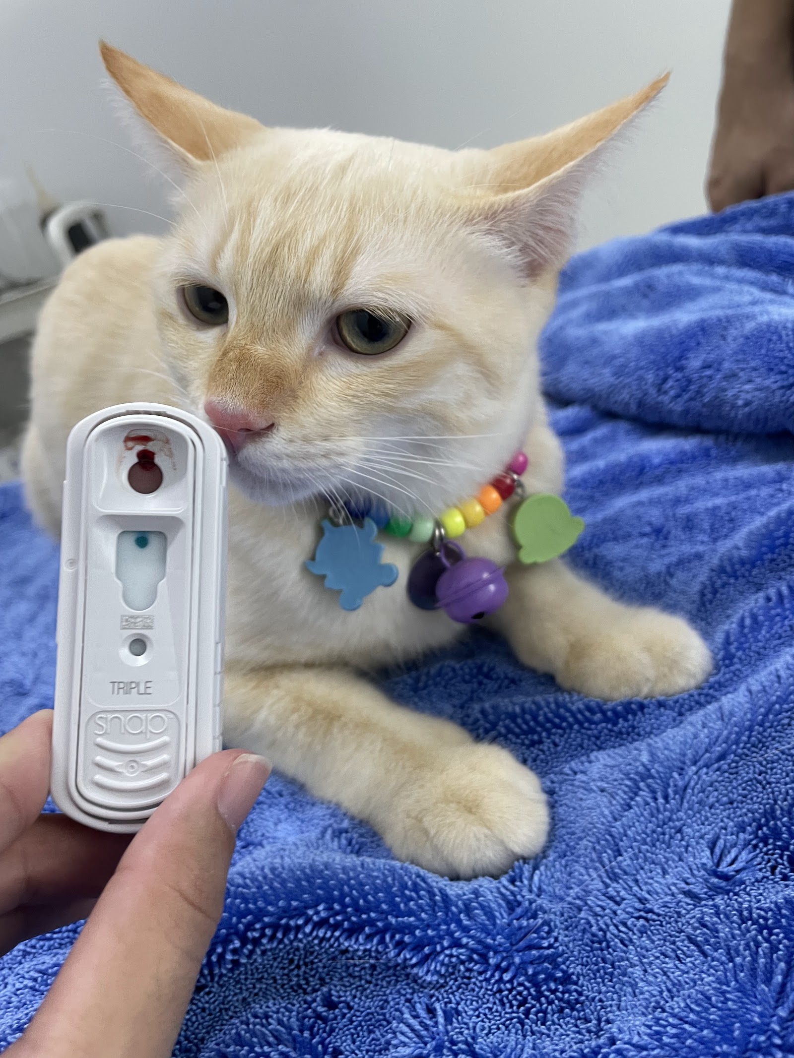 Animal Planet Clinic