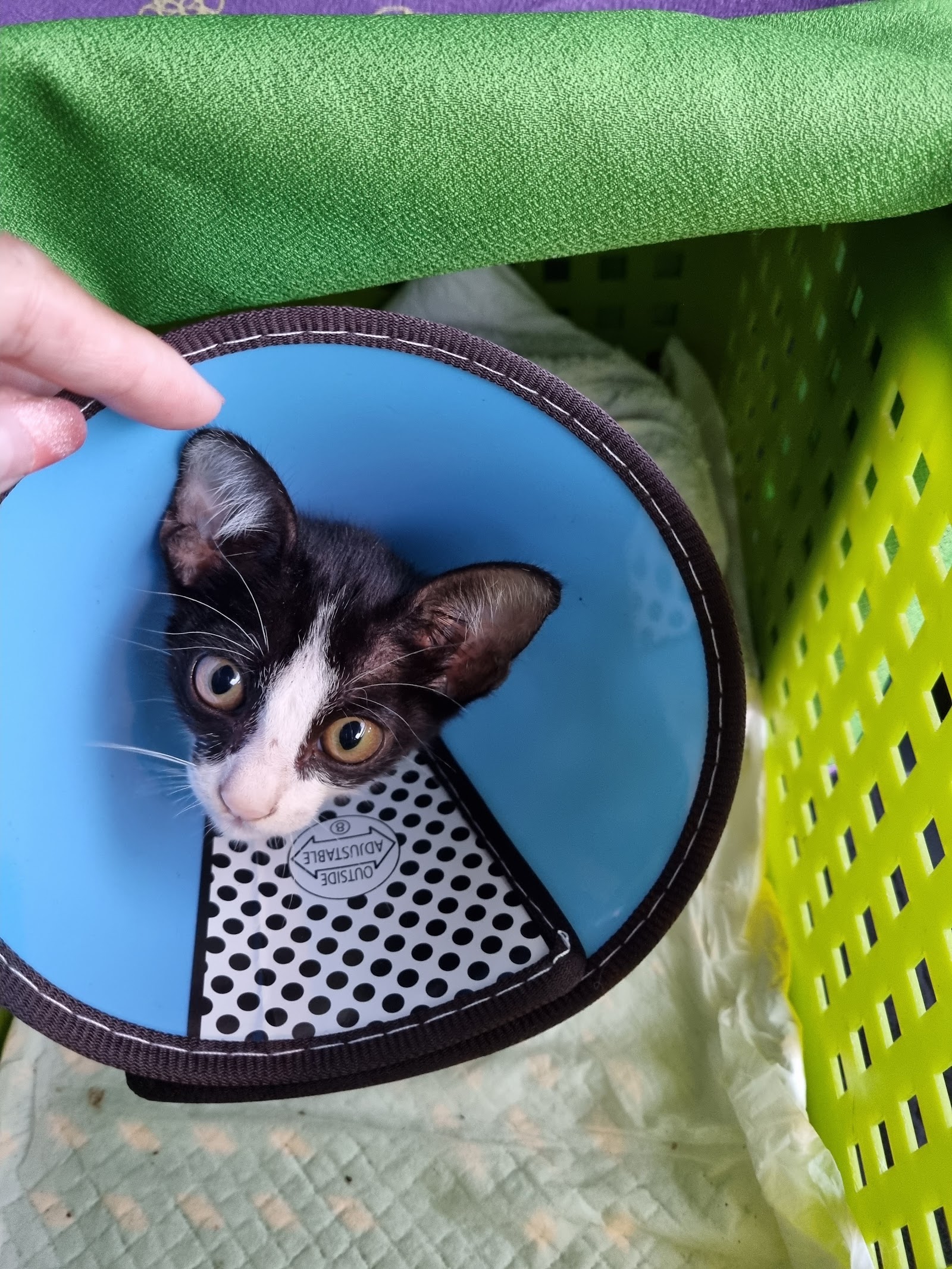 Lom Sak Veterinary