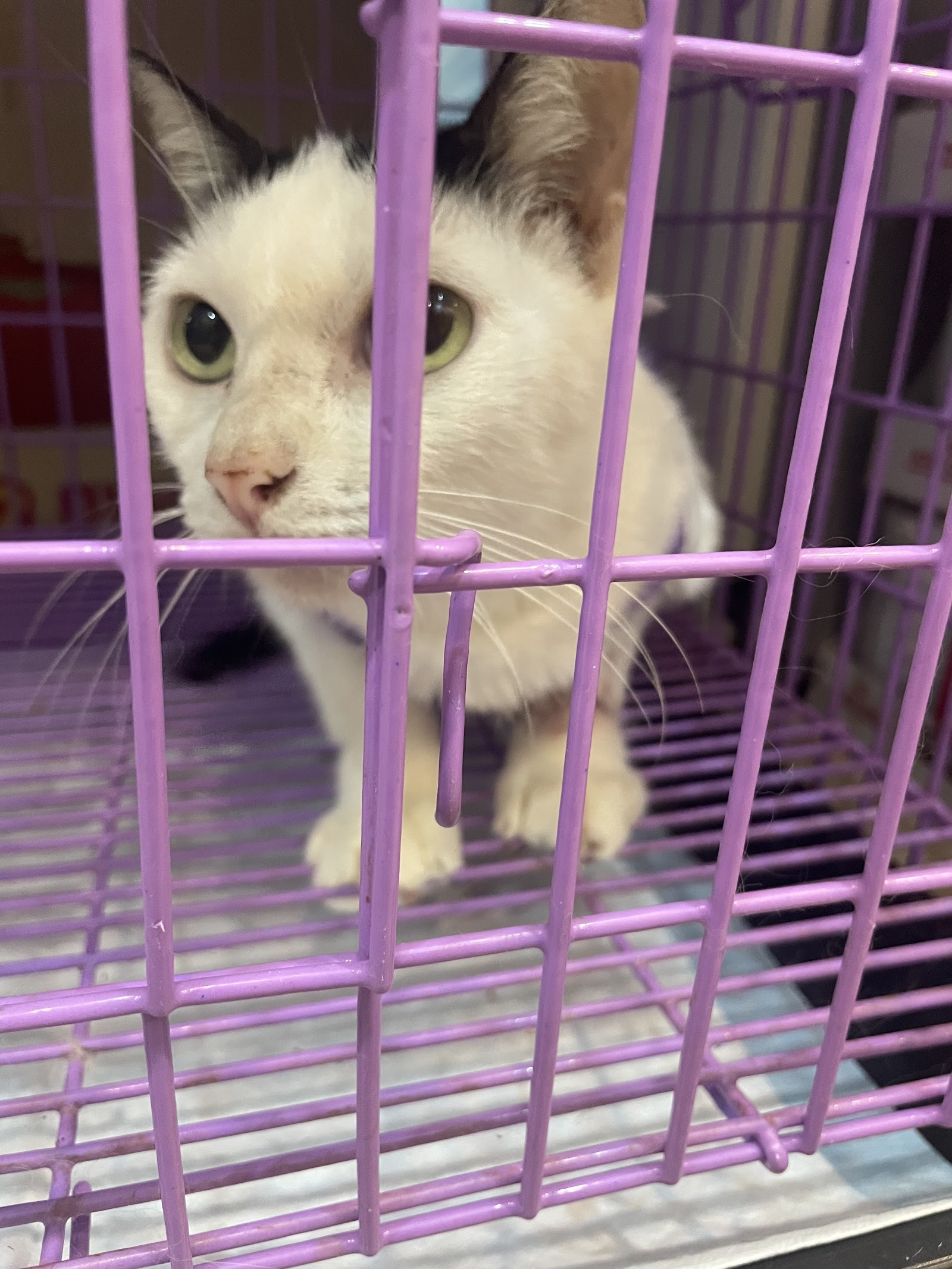 Animal Treatment Clinic