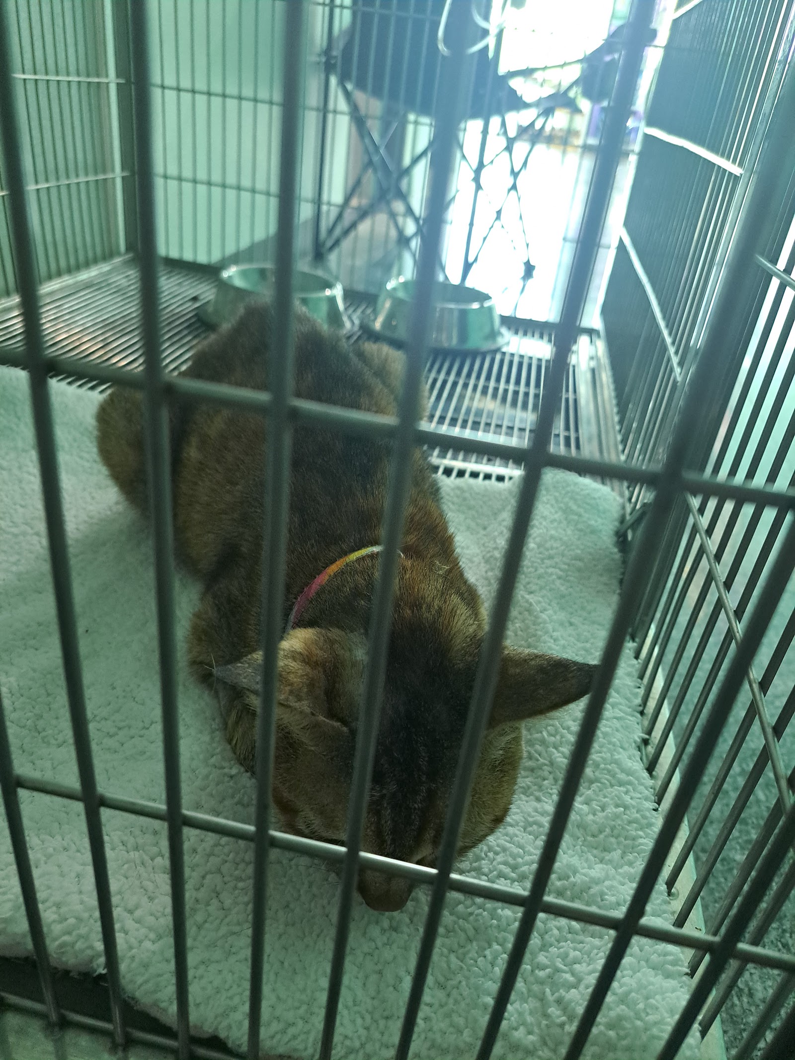 Dr. Jum Animal Treatment Cha-am
