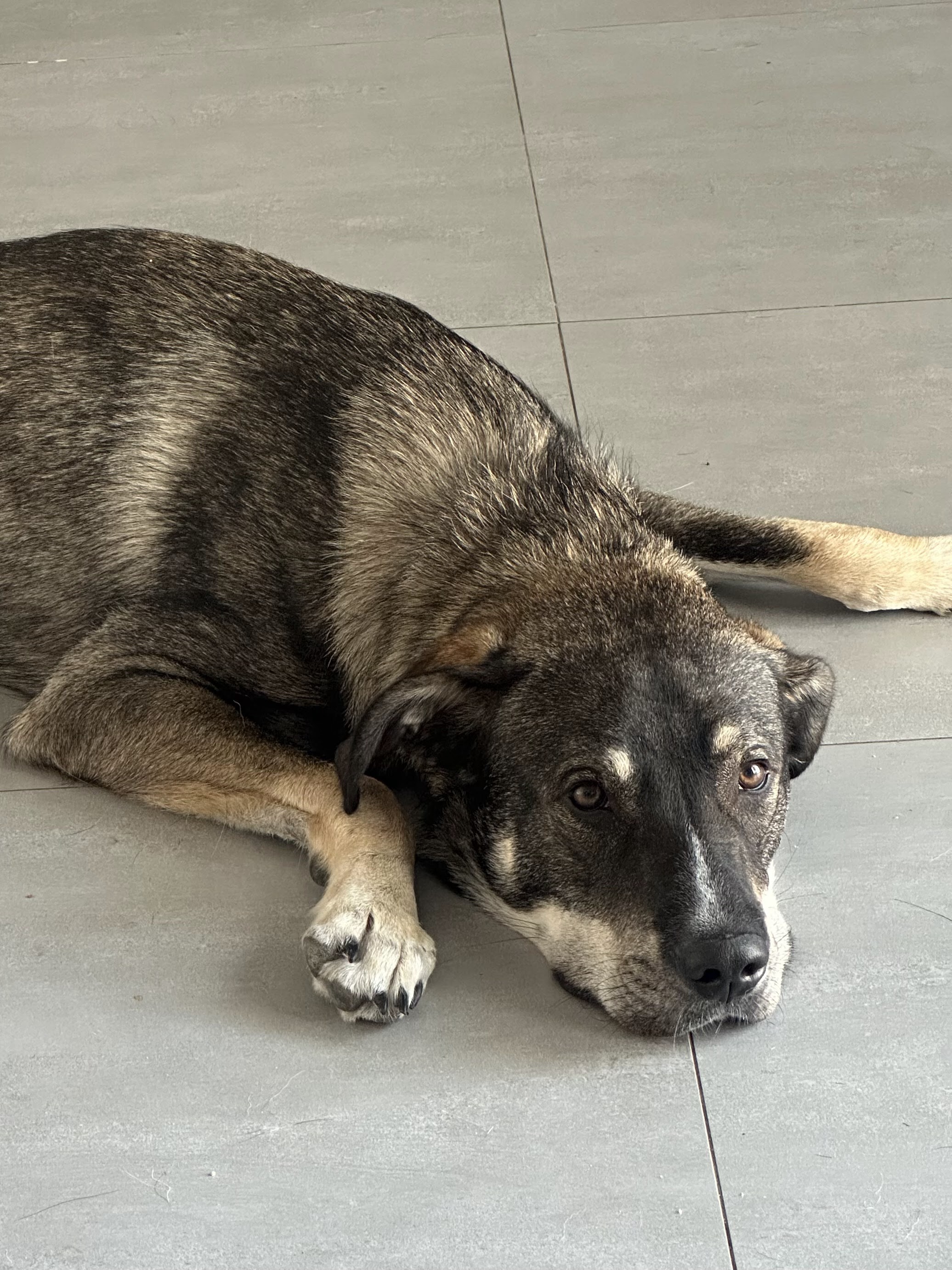 Hua Hin Dog Training and Boarding