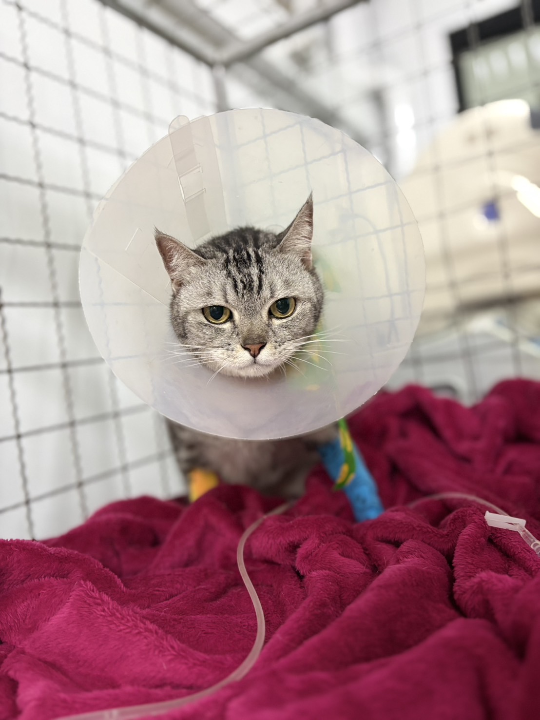 Kittikun Pet Hospital 24 Hr Phitsanulok