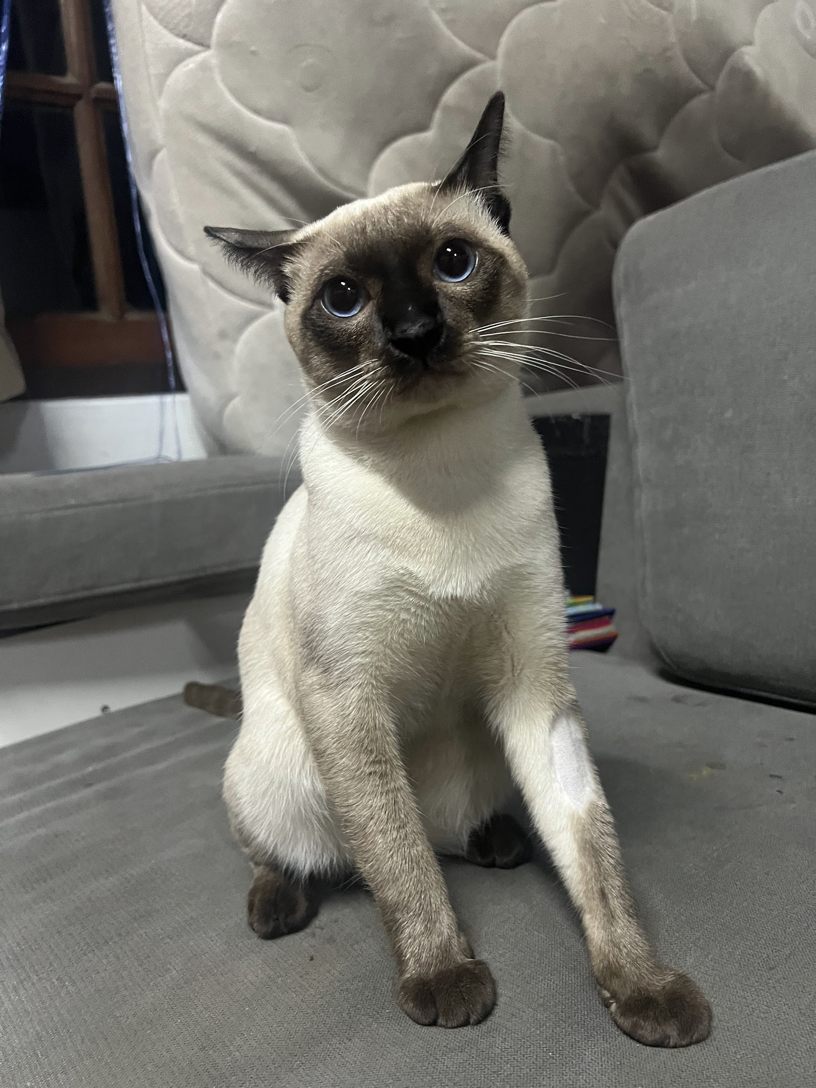 Tonrak Pet Clinic