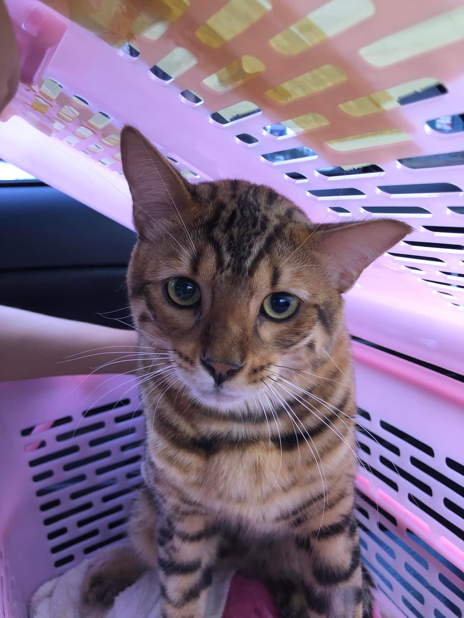Tonrak Pet Clinic