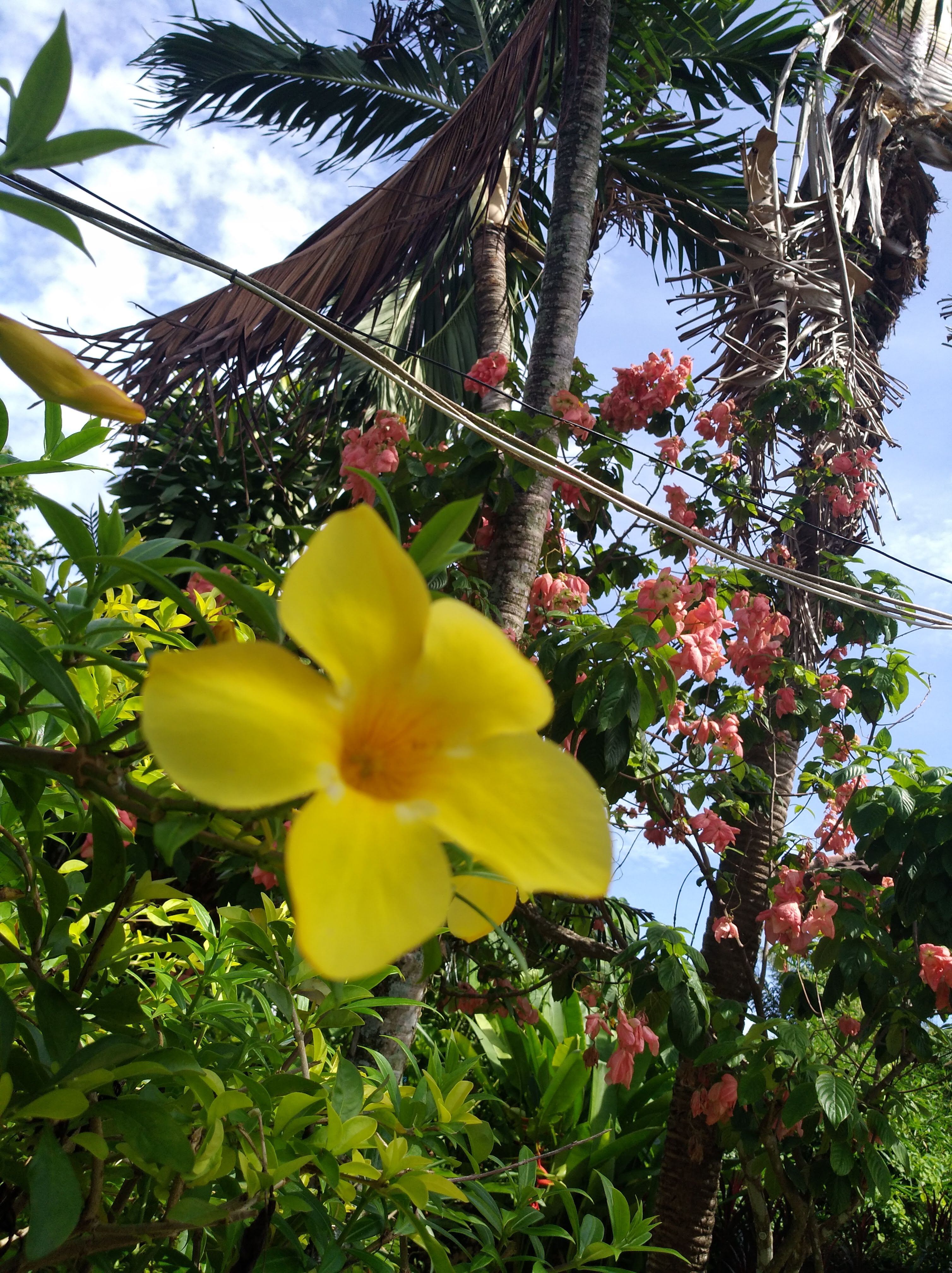 Baan Coconut Resort