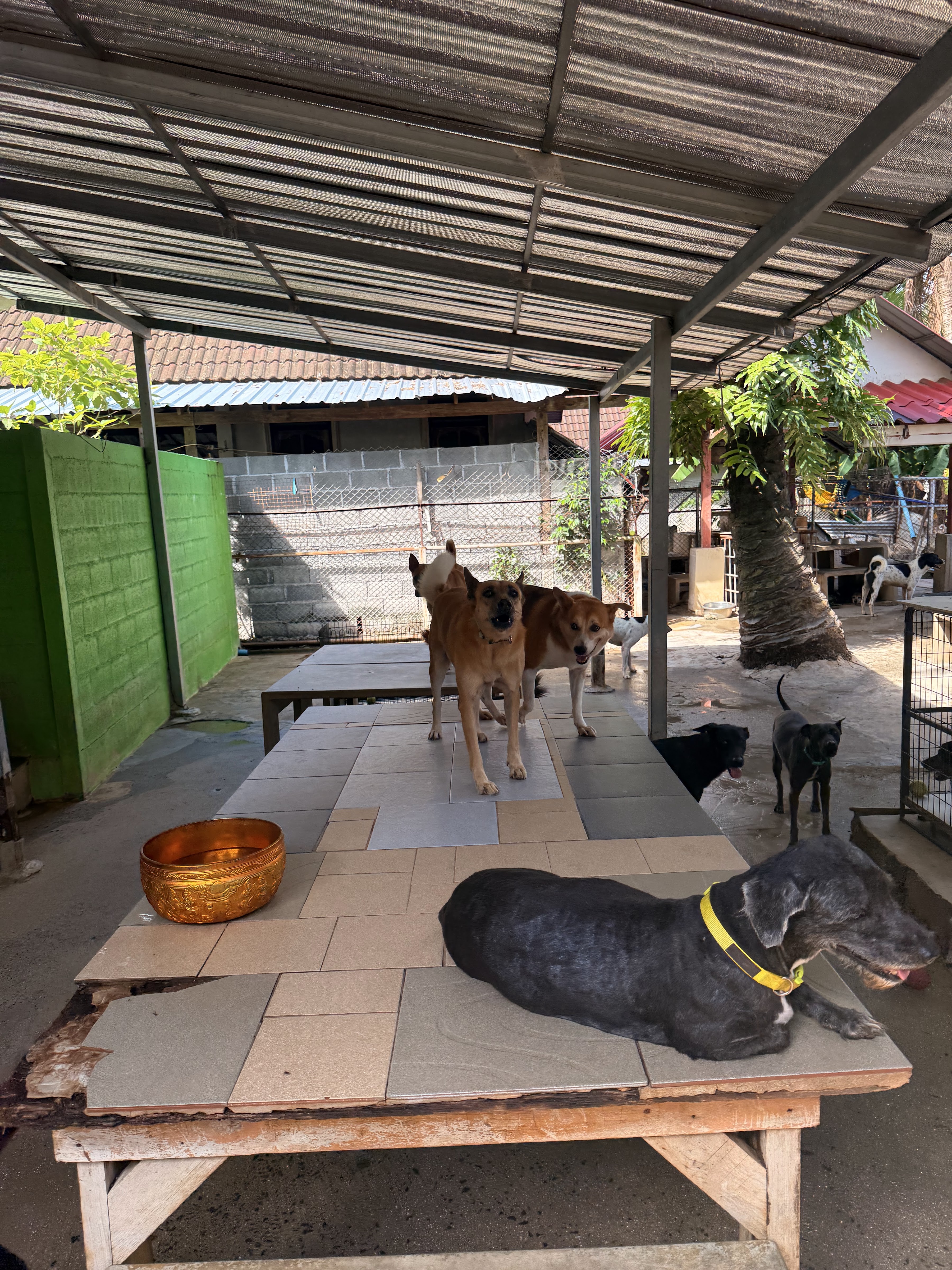 Bodhi Dog Rescue and Shelter