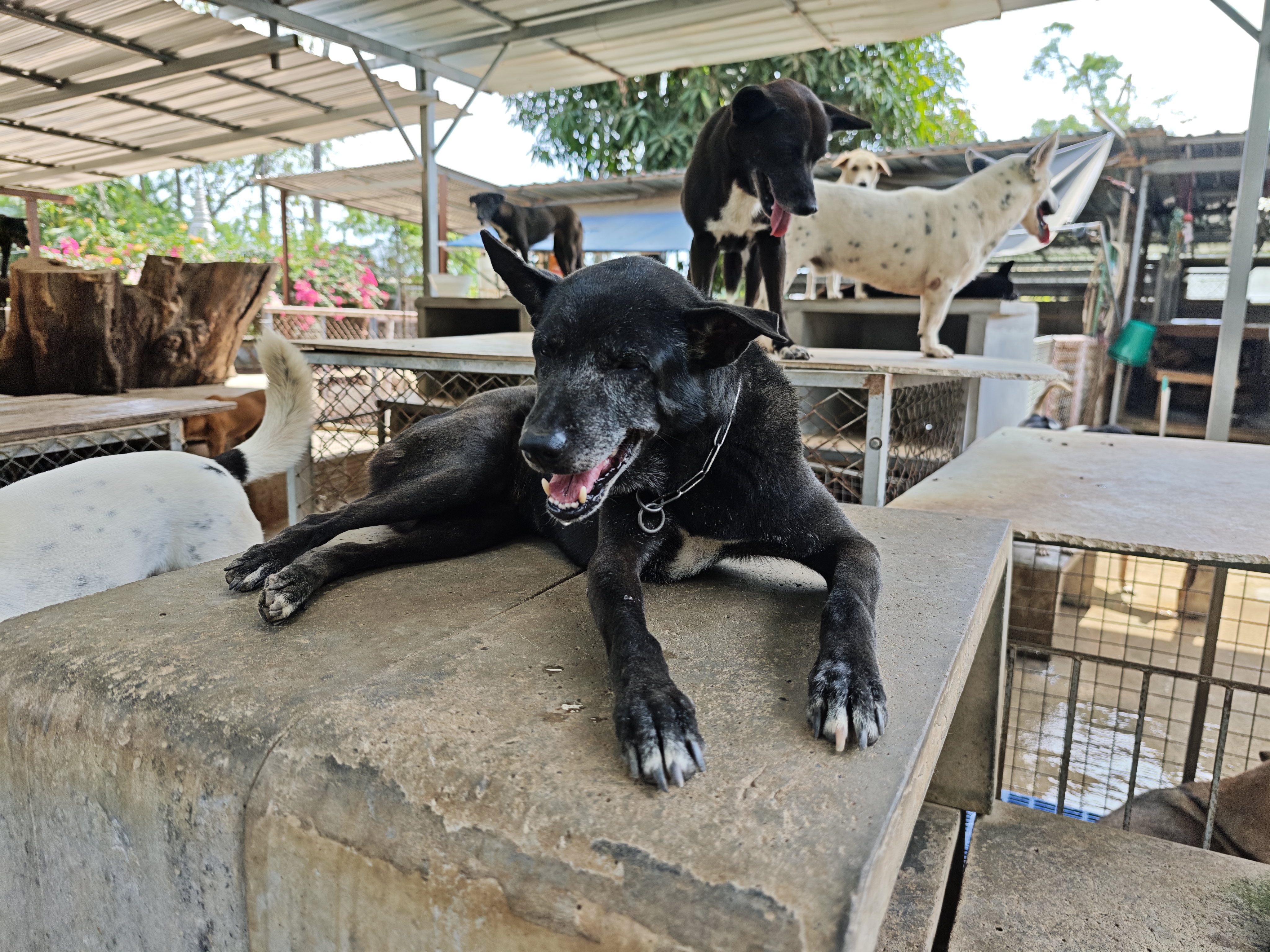 Bodhi Dog Rescue and Shelter
