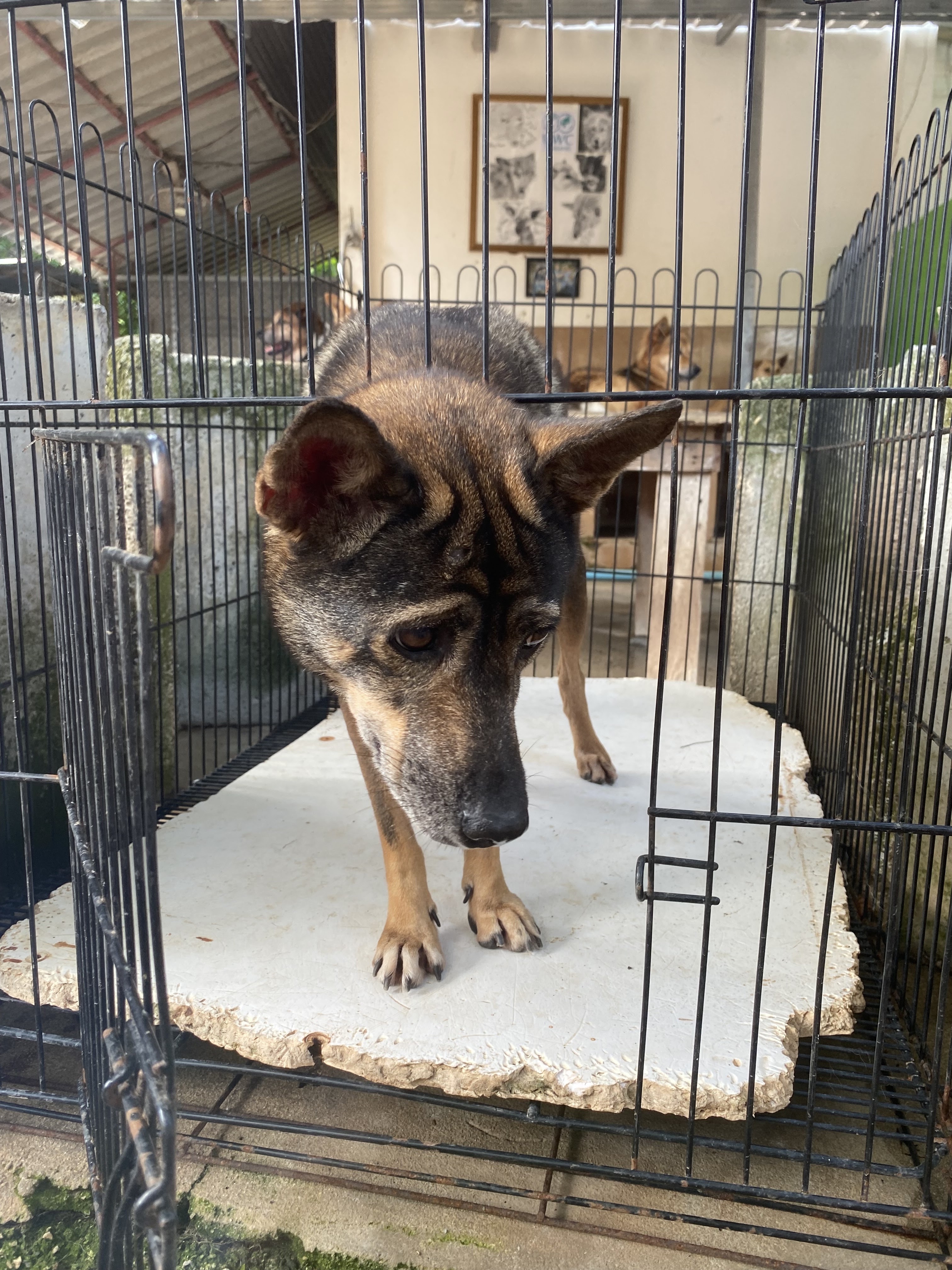 Bodhi Dog Rescue and Shelter