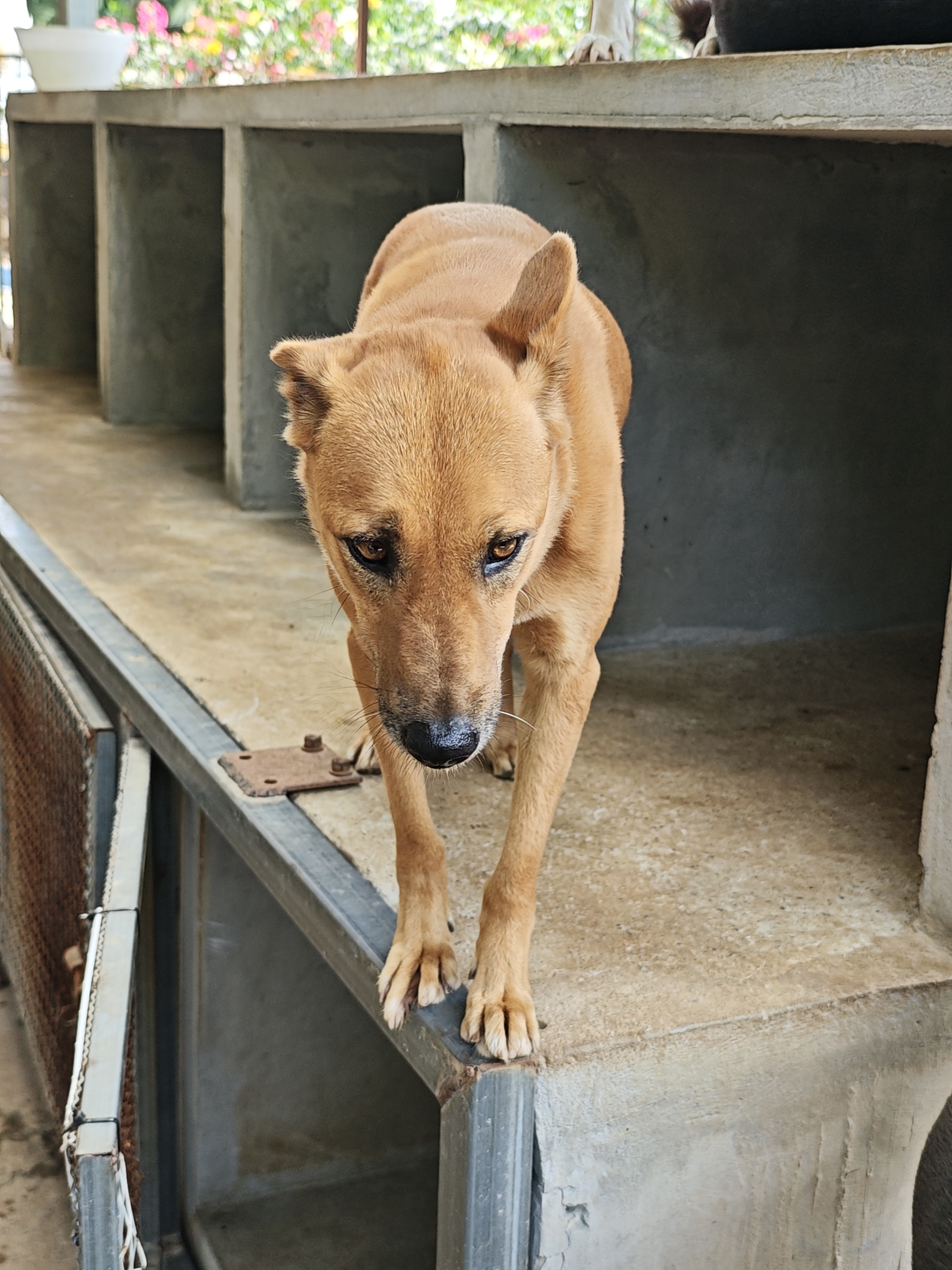 Bodhi Dog Rescue and Shelter