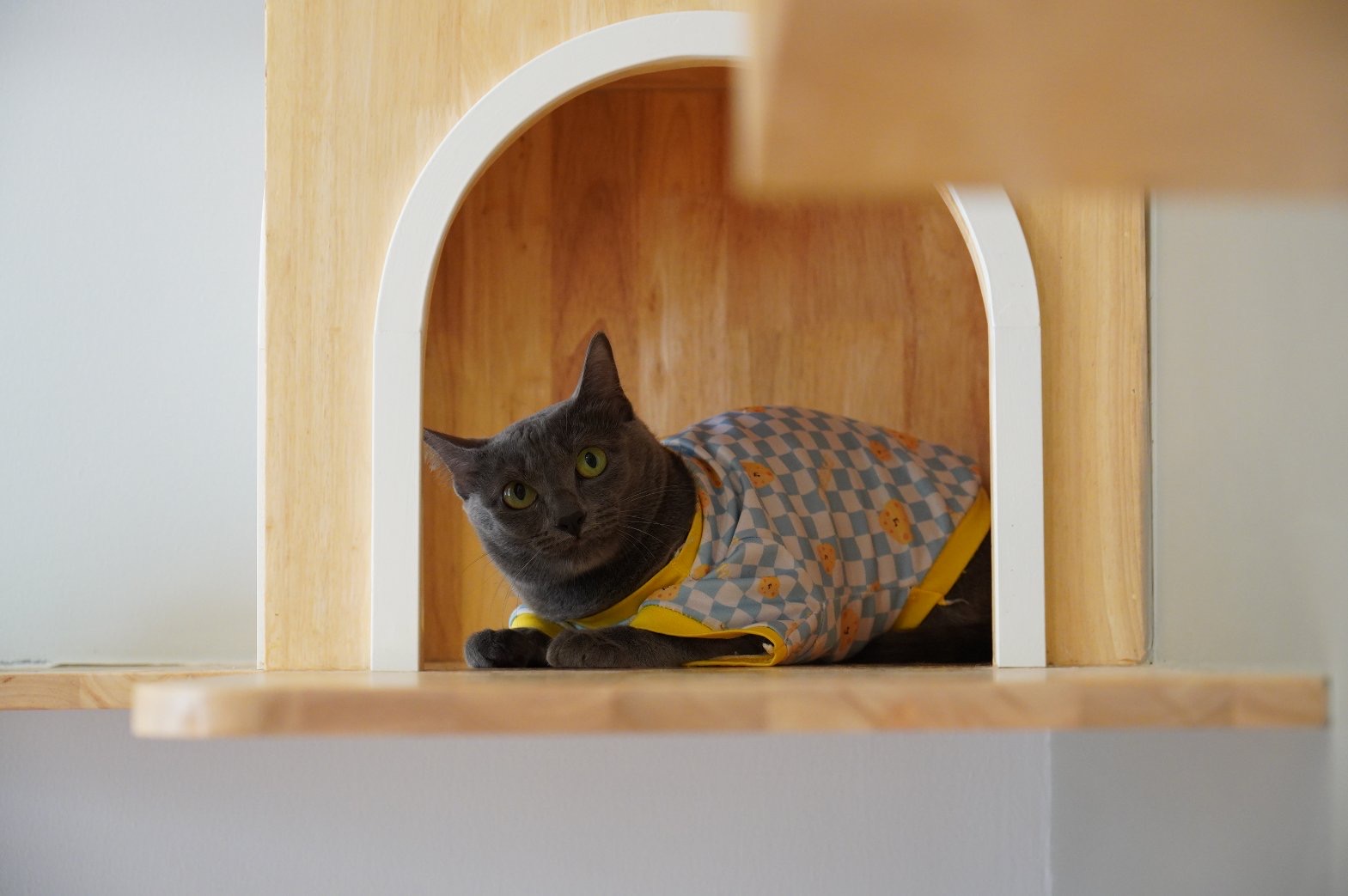 Cat Corner Cat Hotel Phuket