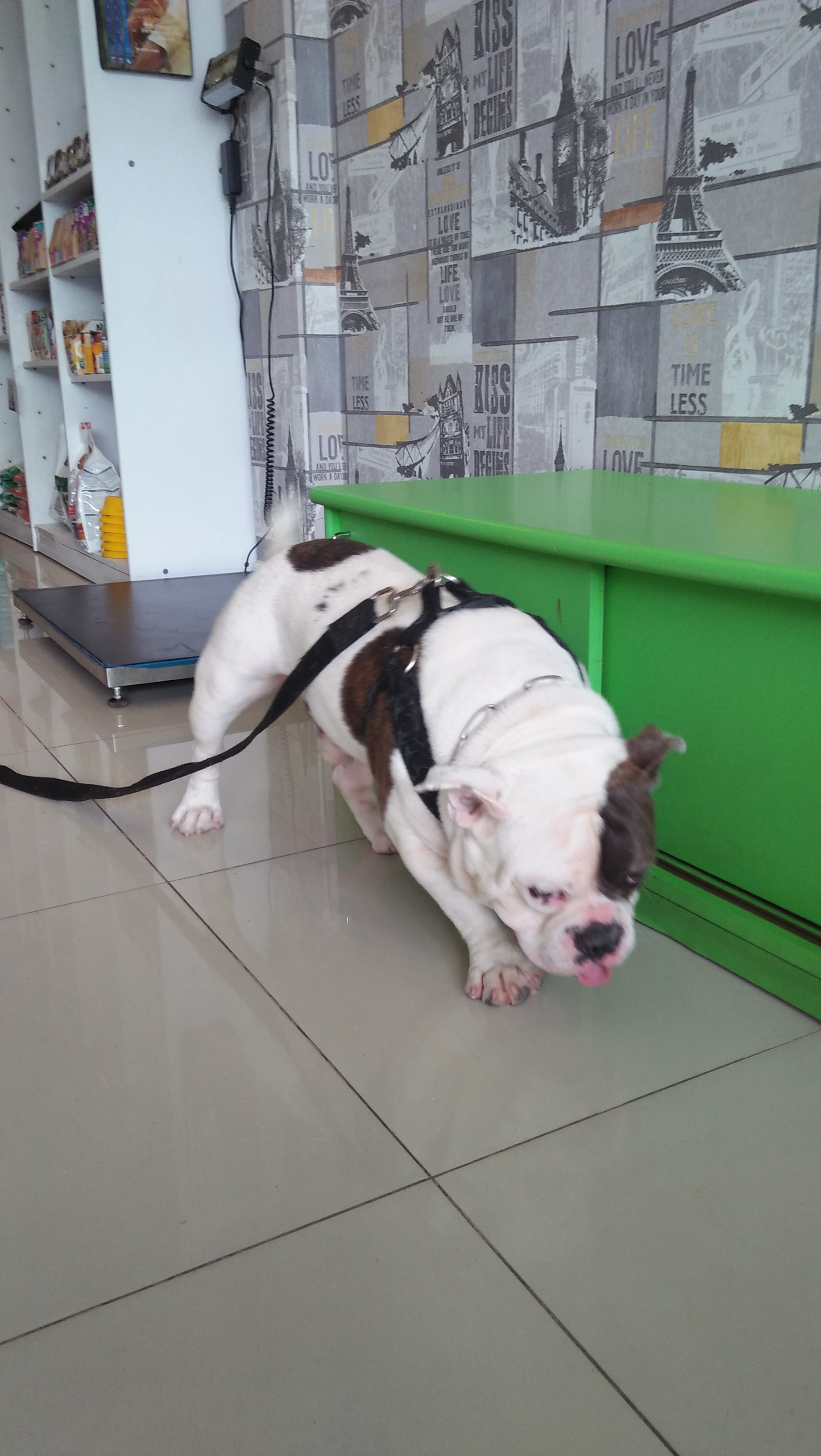 Doc. and Doc. Veterinary Clinic Phuket