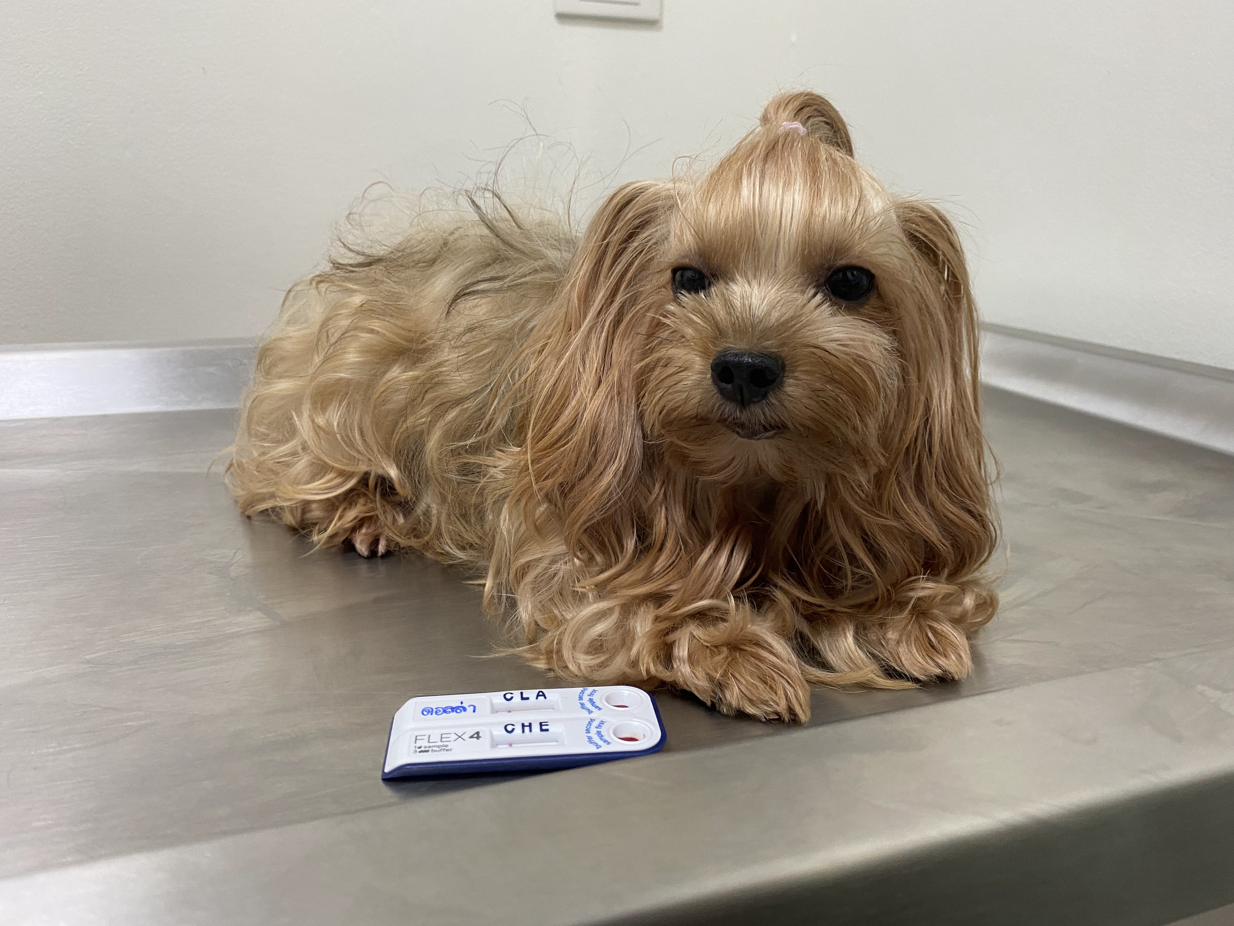 LIPHON ANIMAL CLINIC