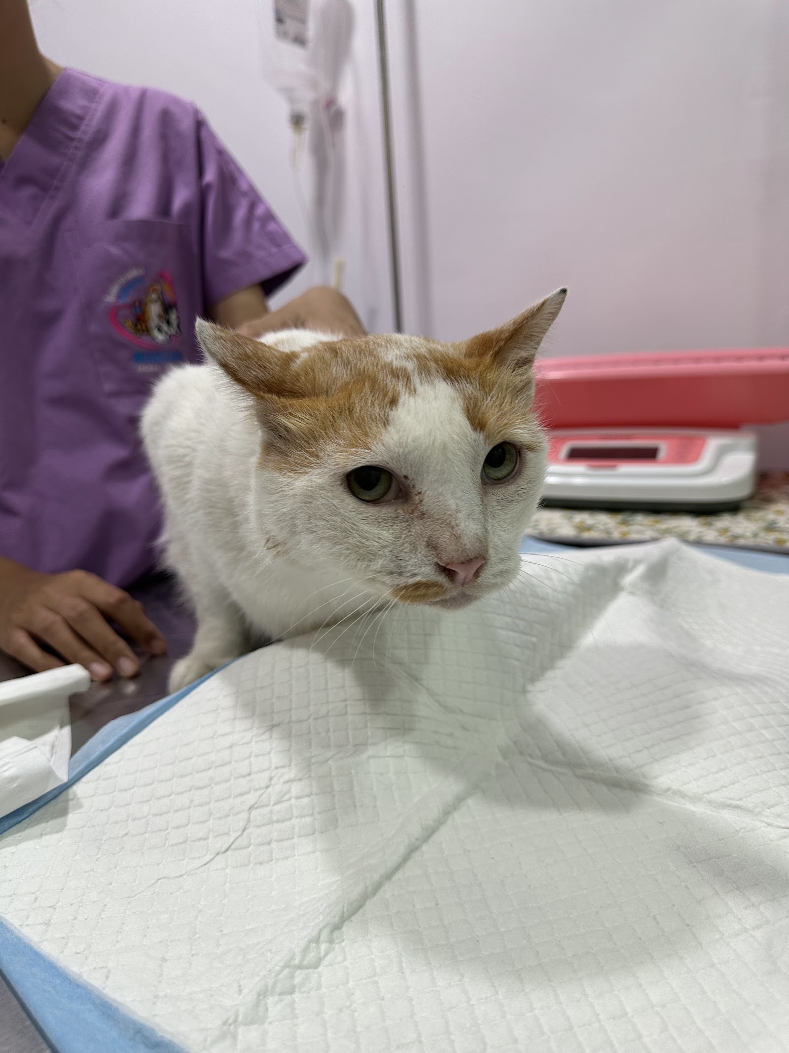 Maeluan Phuket Animal Hospital