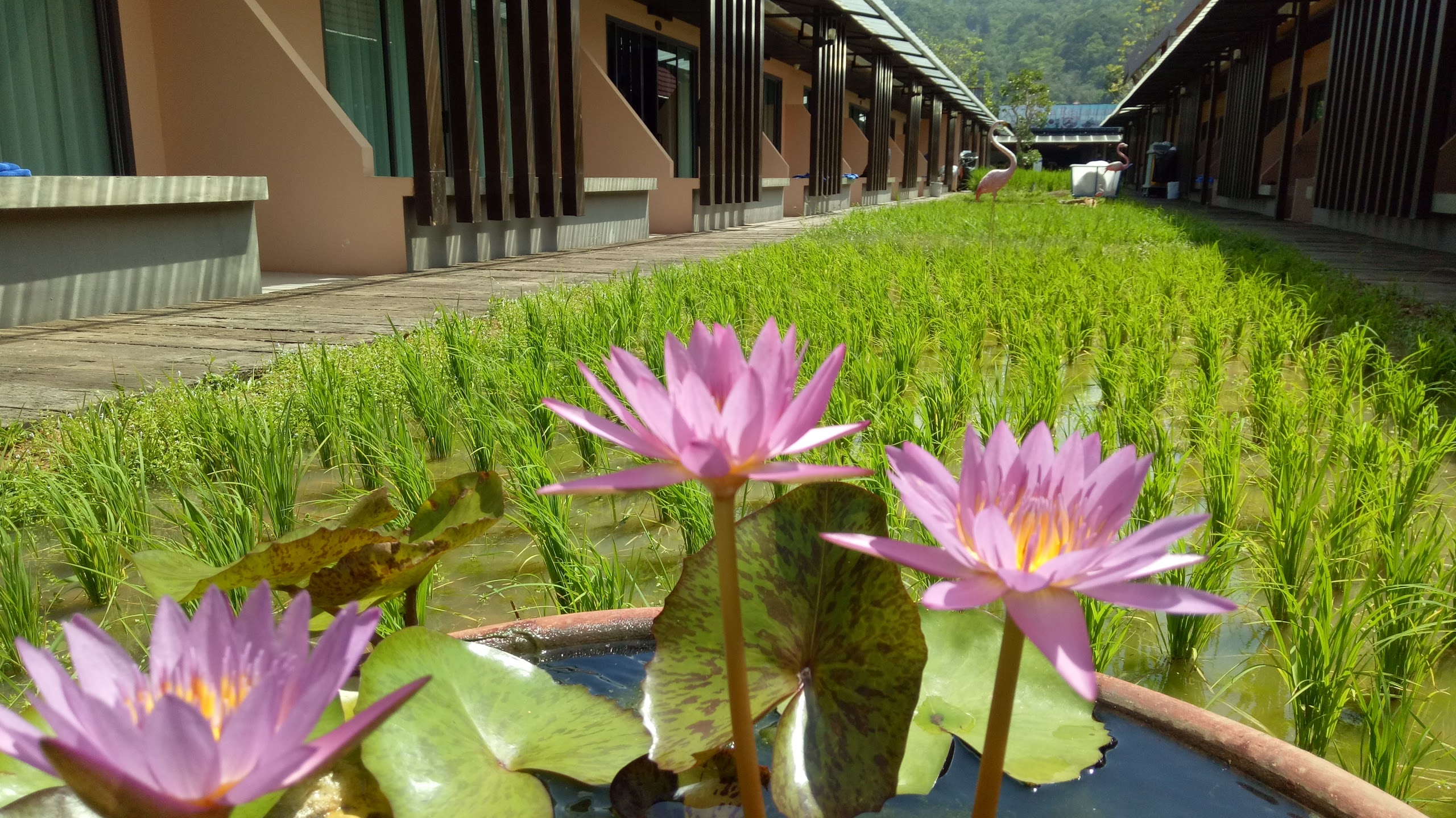 Naina Resort & Spa