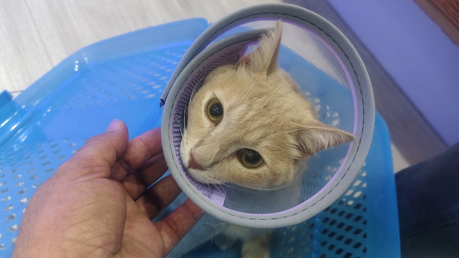 Naka Animal Hospital
