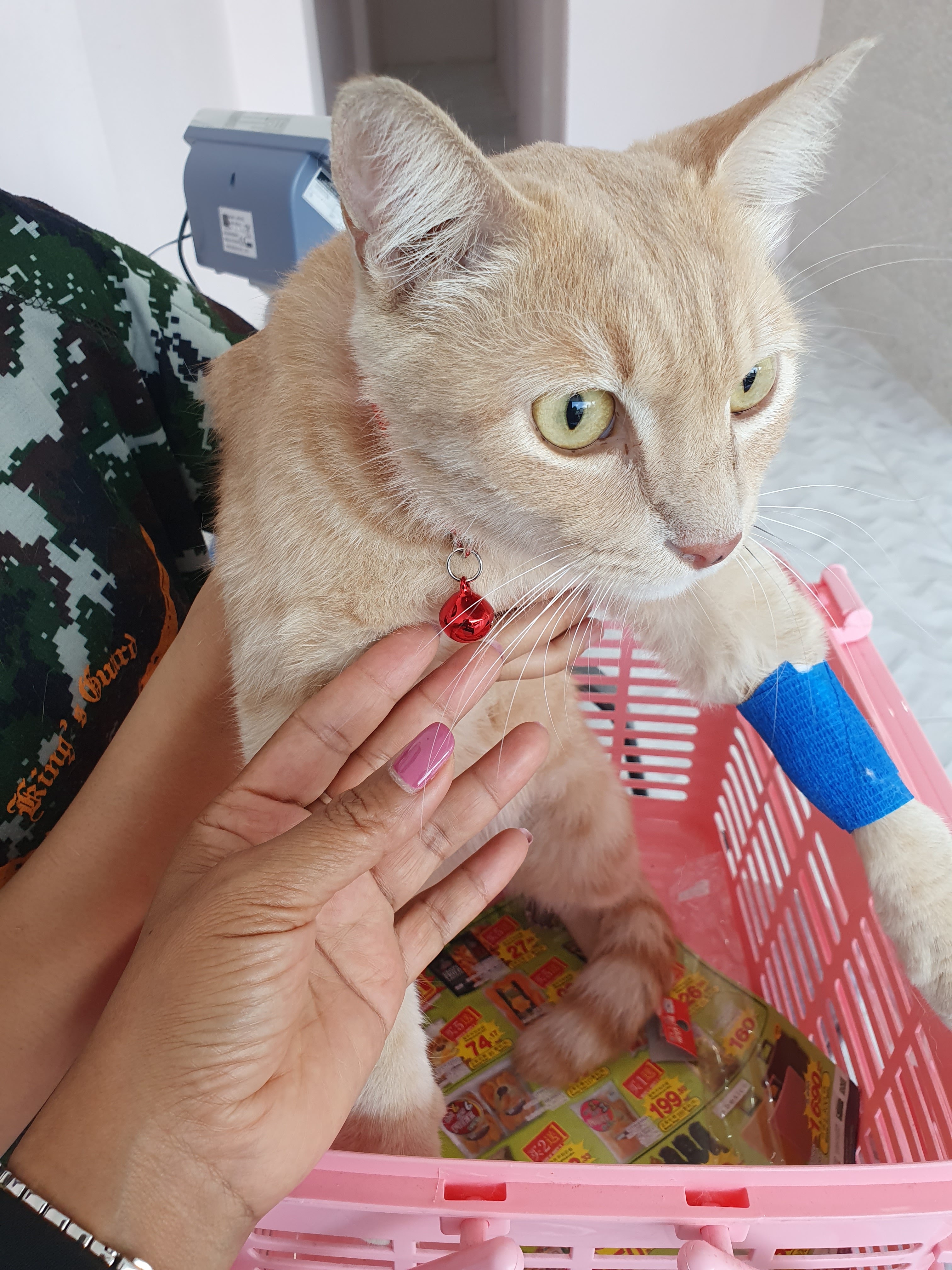 Pet Village Vet clinic