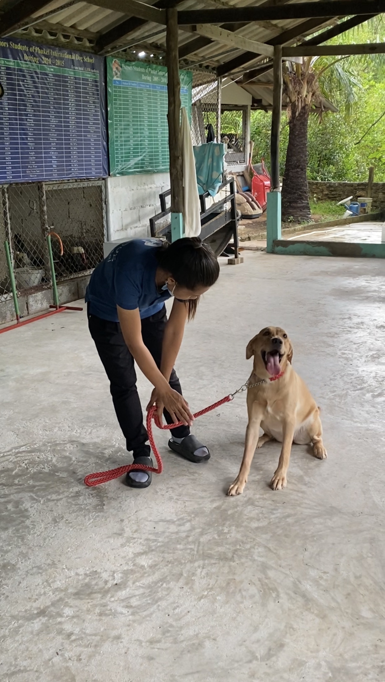 Phuket Dog School & Hotel