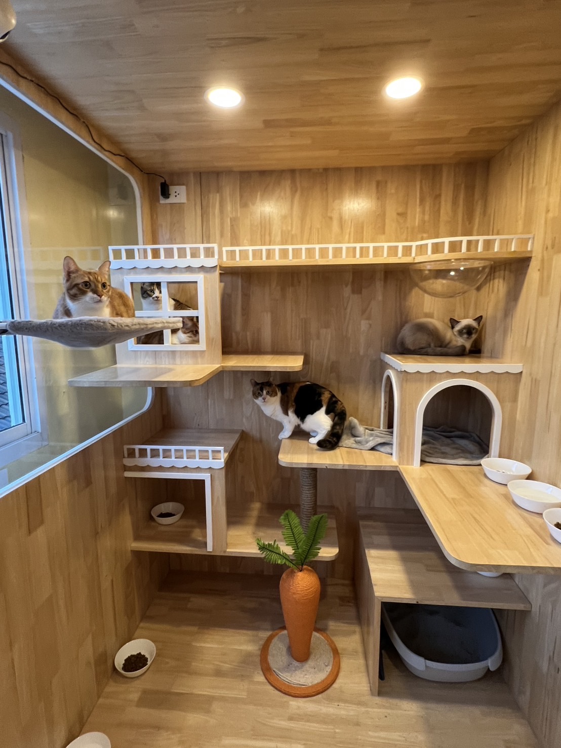 Purrfect Stay Cat Hotel Phuket