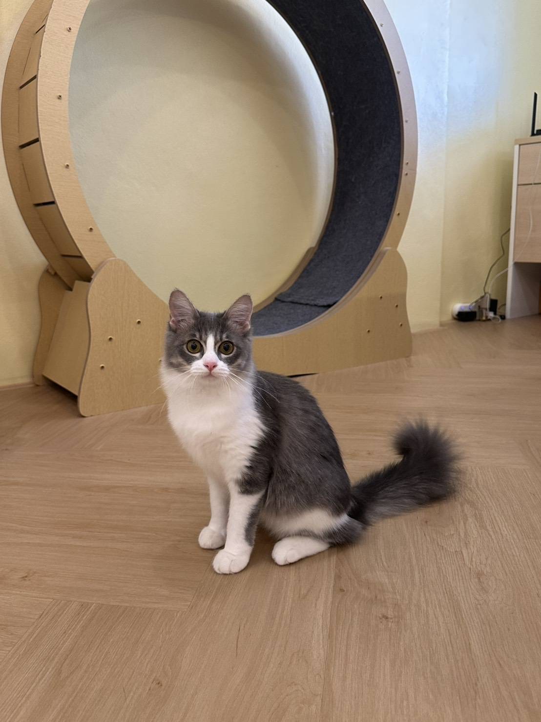 Purrfect Stay Cat Hotel Phuket