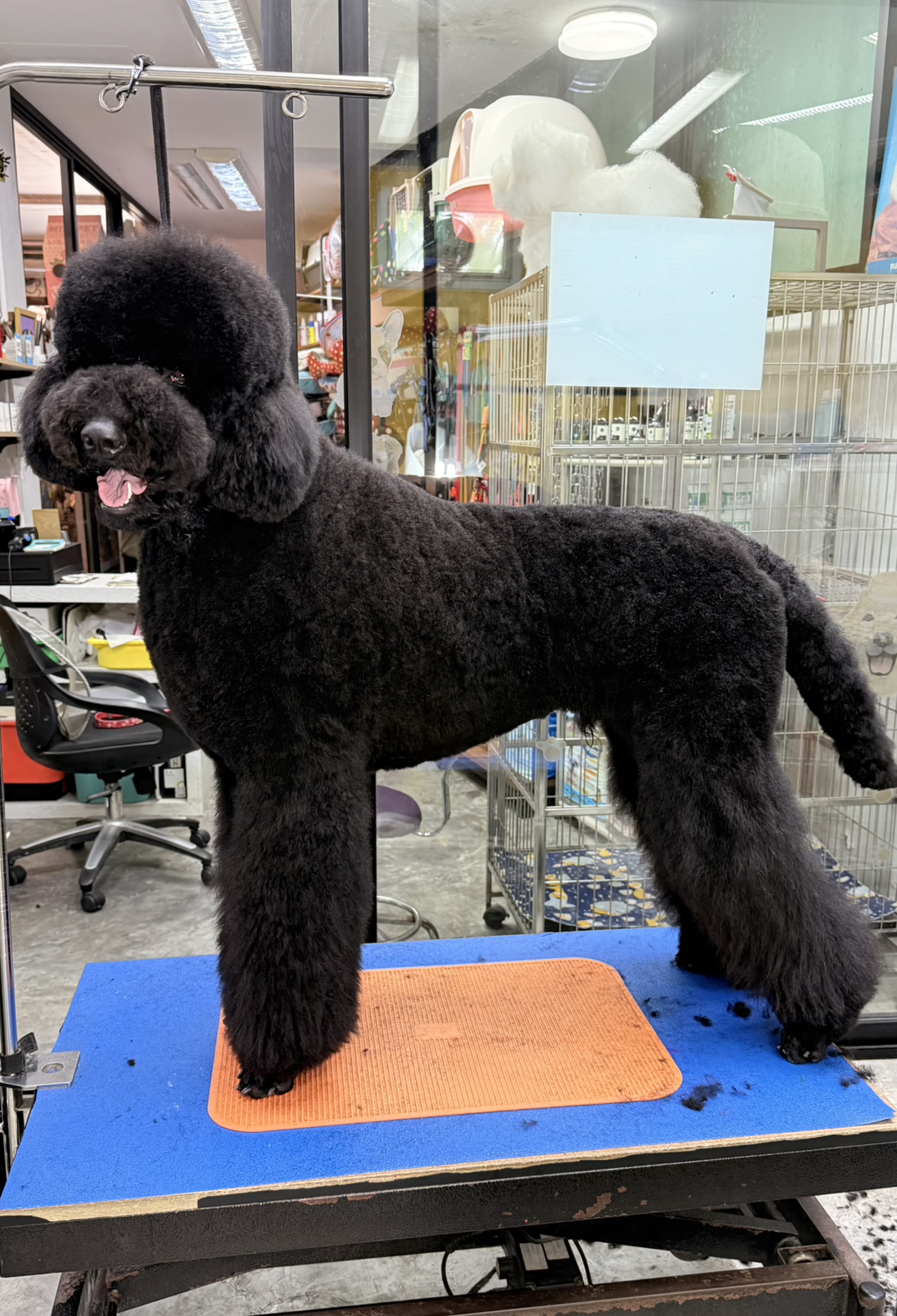 Smilepet & grooming