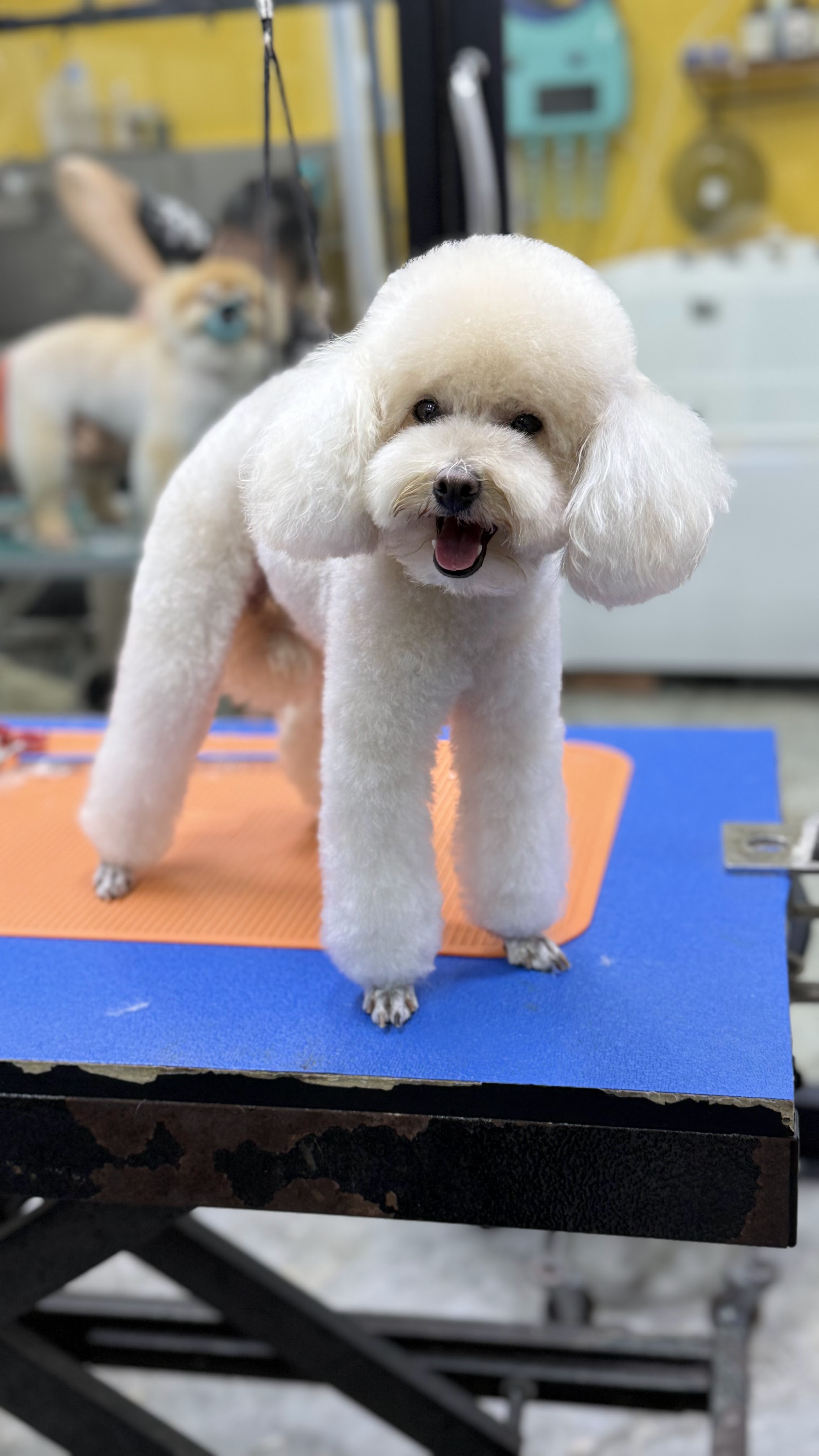 Smilepet & grooming