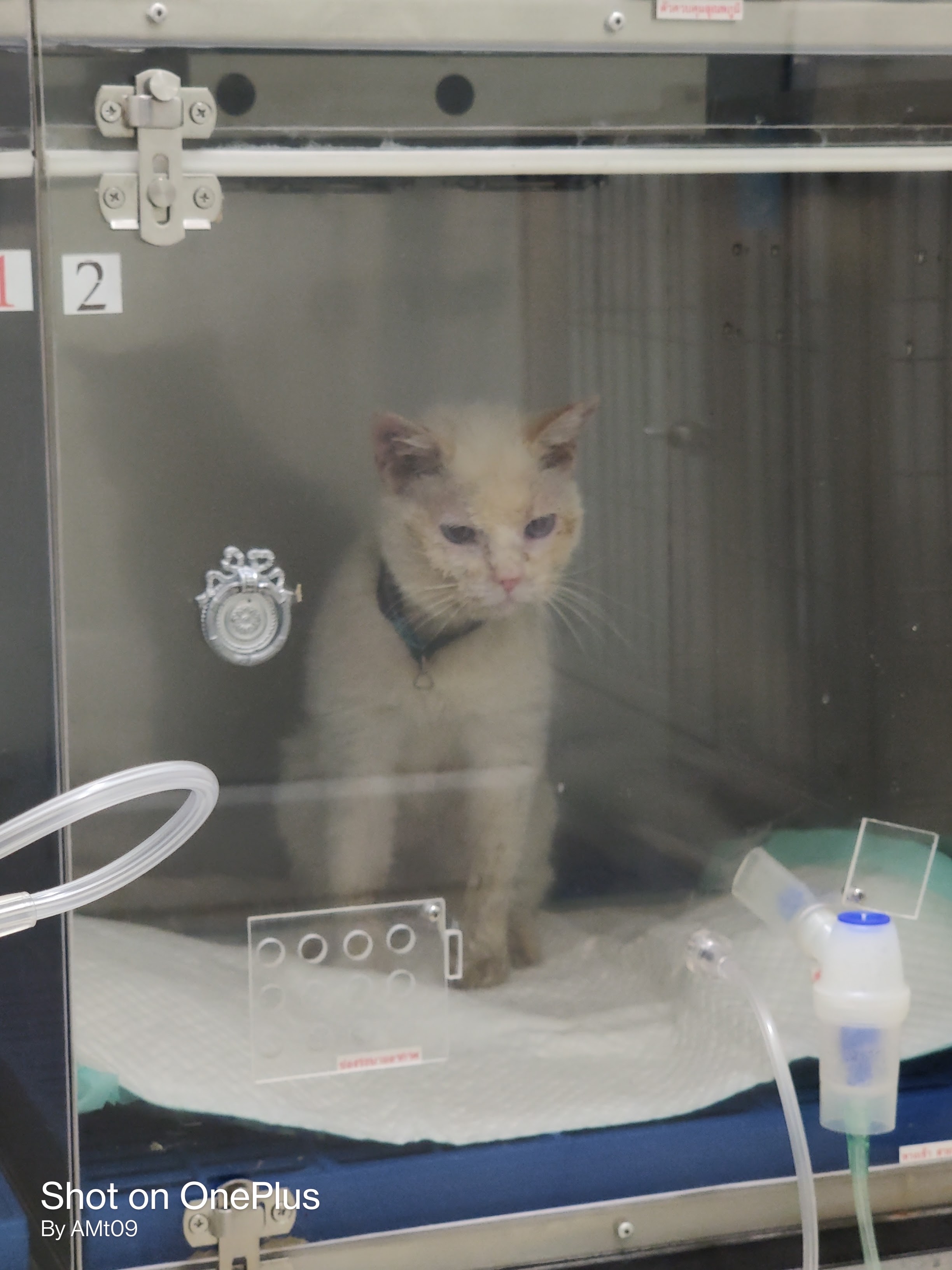 Vetmed Animal Hospital Phuket