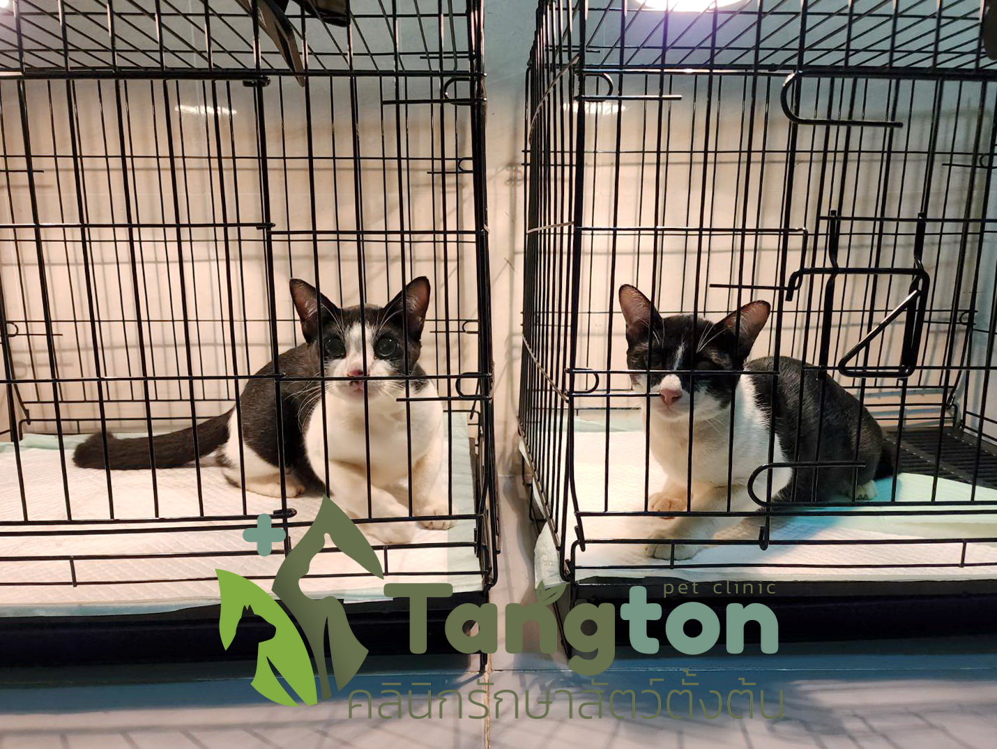 Tangton pet clinic