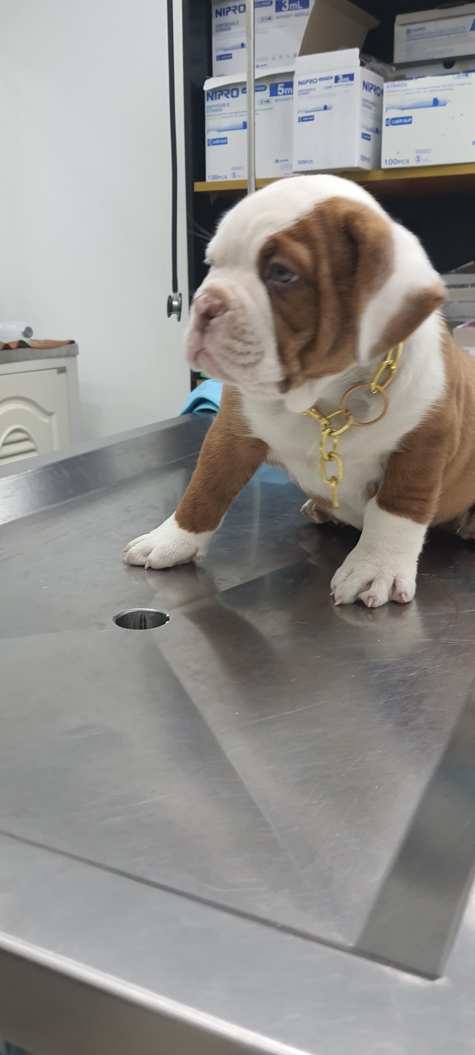 NP Animal Clinic