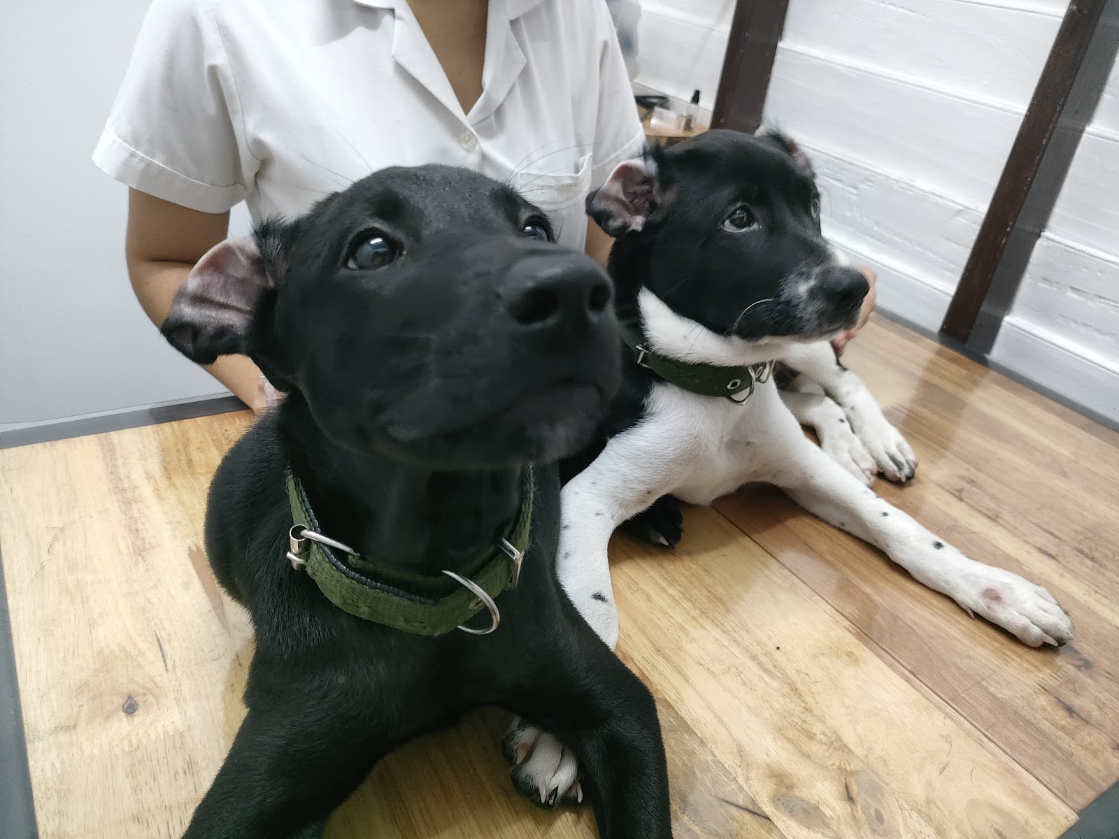 PAWPAWPET Clinic