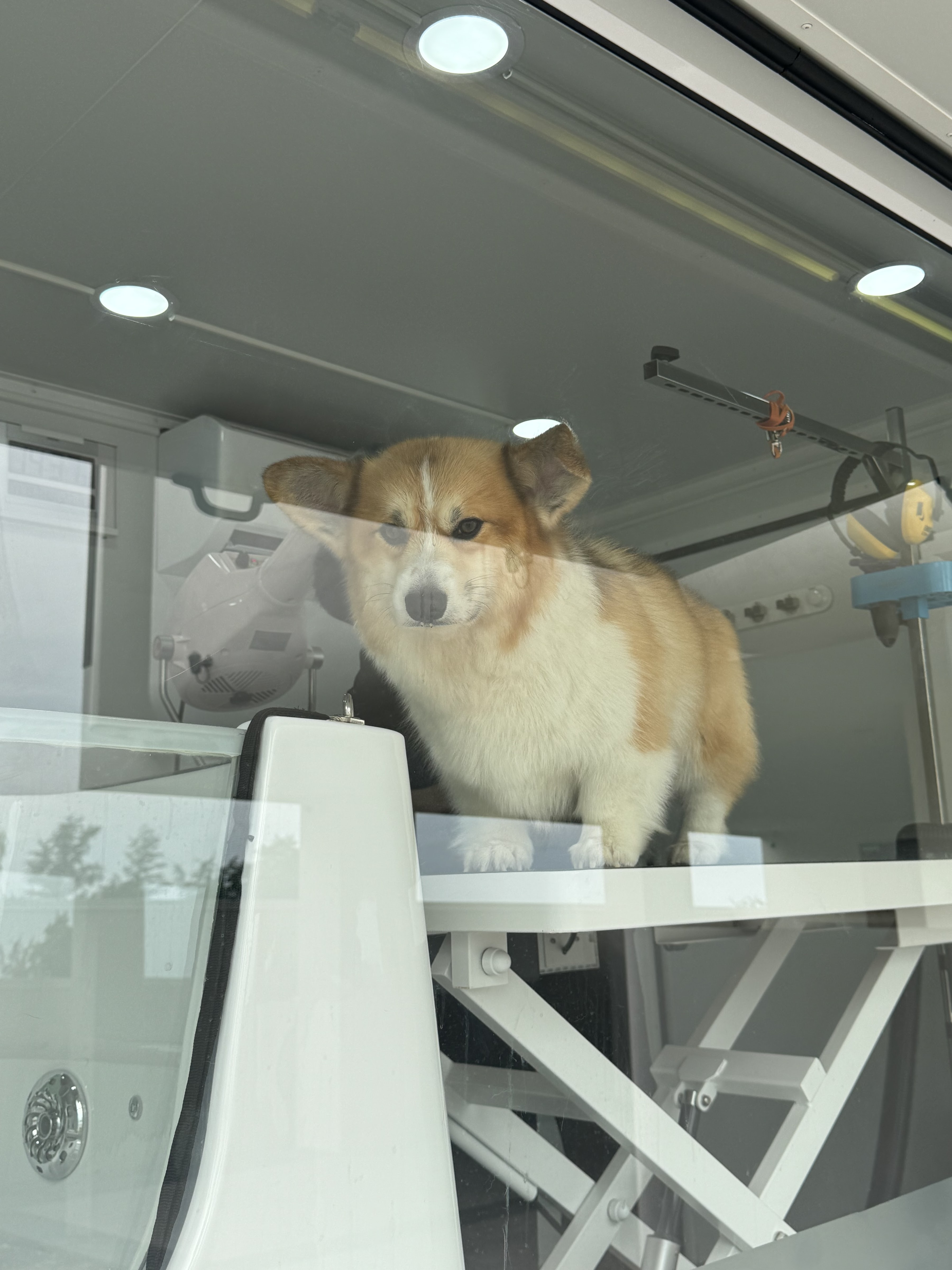 Pet Passions Mobile Grooming & Spa