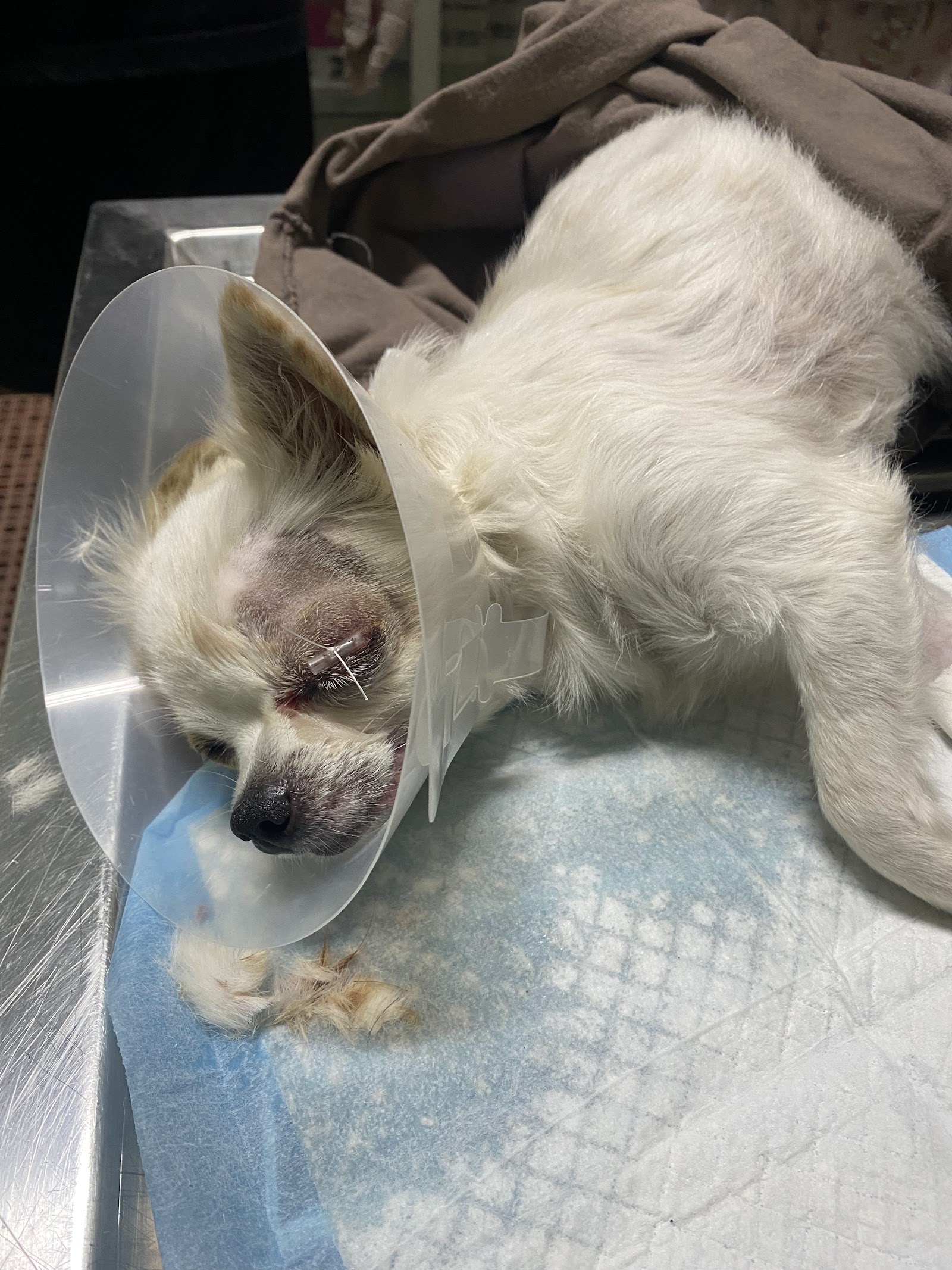 Petcare Veterinary Clinic