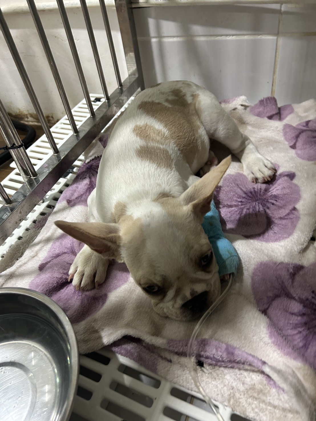 Pets Life Animal Hospital
