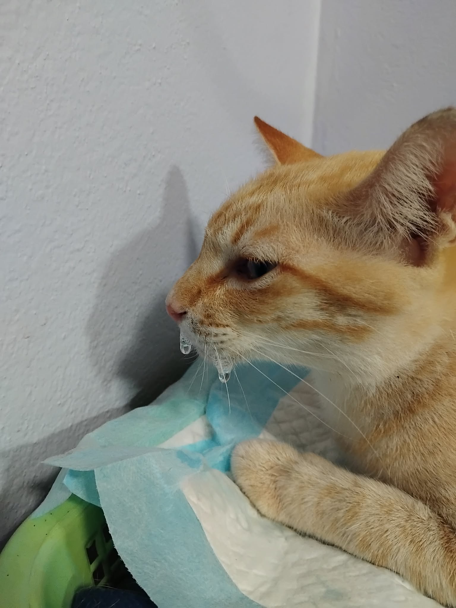 Saam Ao Pet Clinic