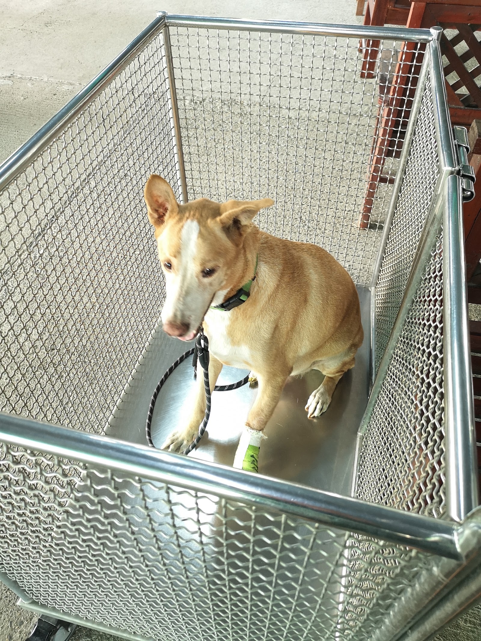 Kasetsart University Animal Hospital Nong Pho